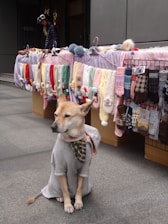 Dog poses in front of a winter clothing stand.