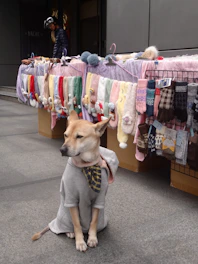 Un perro posa delante de un puesto de ropa de invierno.