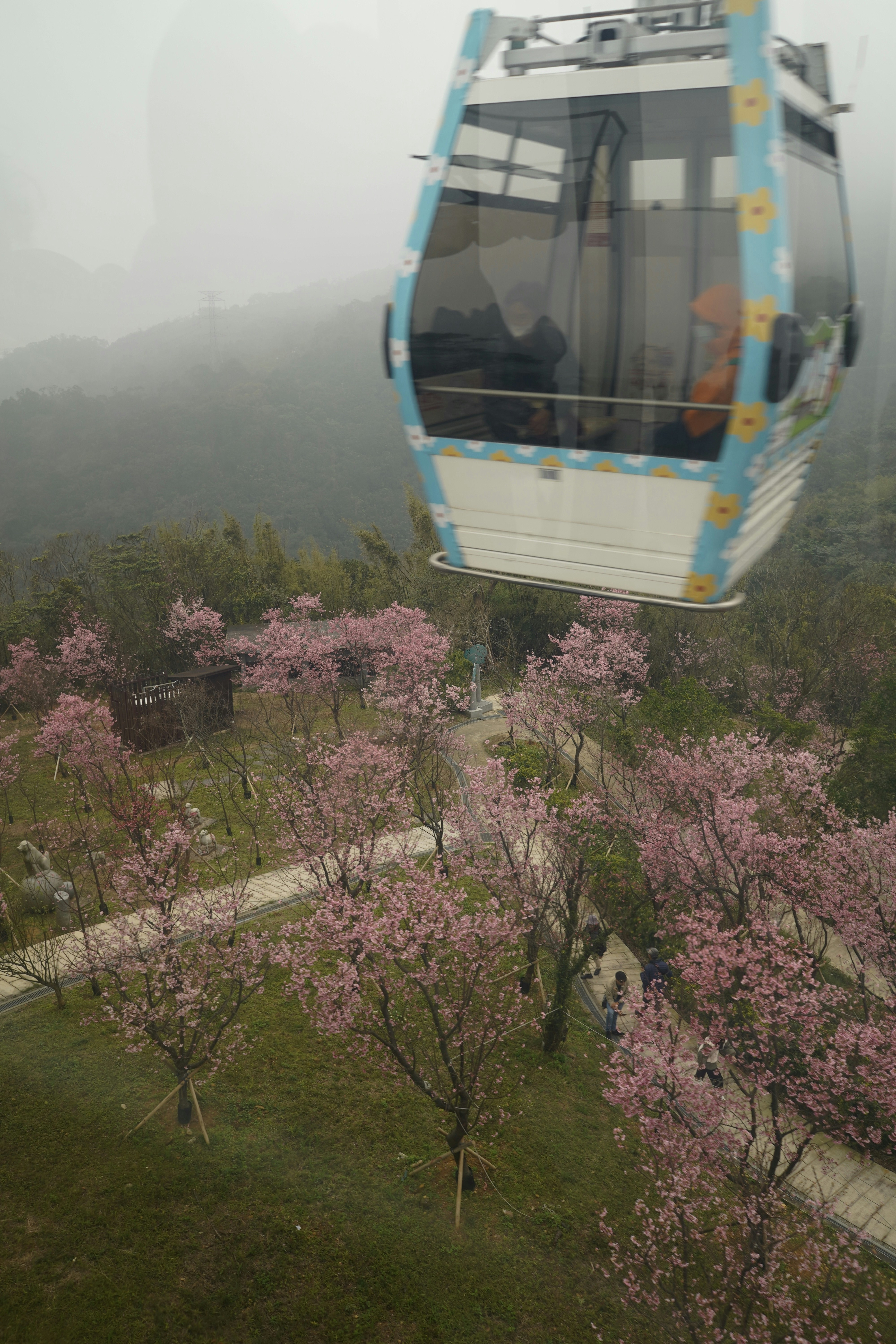 Cable car over blossoming cherry trees.