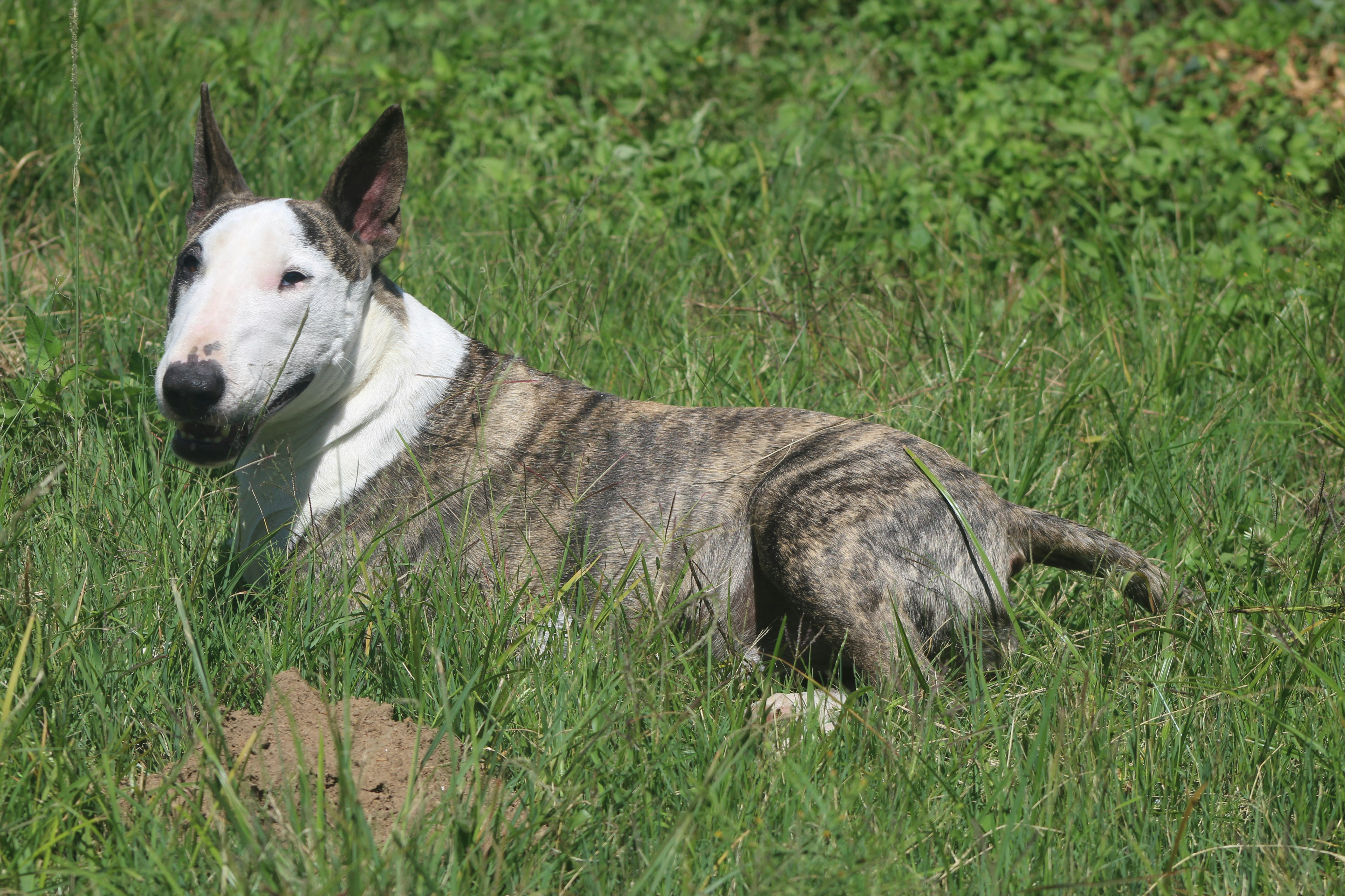 Bull terrier rests in a grassy field.