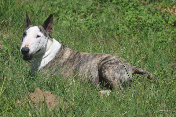 Bull terrier rests in a grassy field.