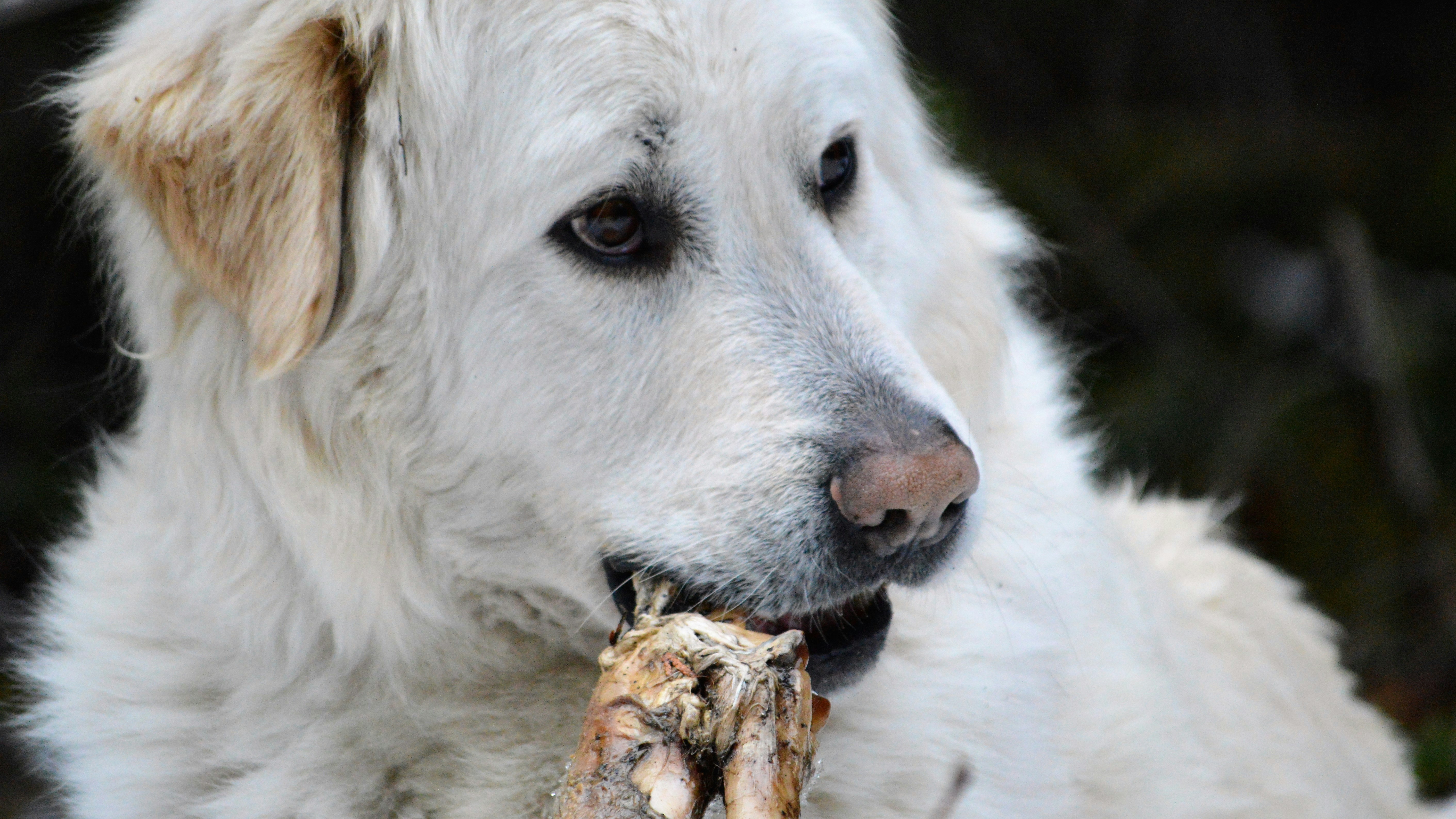 dog chewing a real bone while lying on the grass.