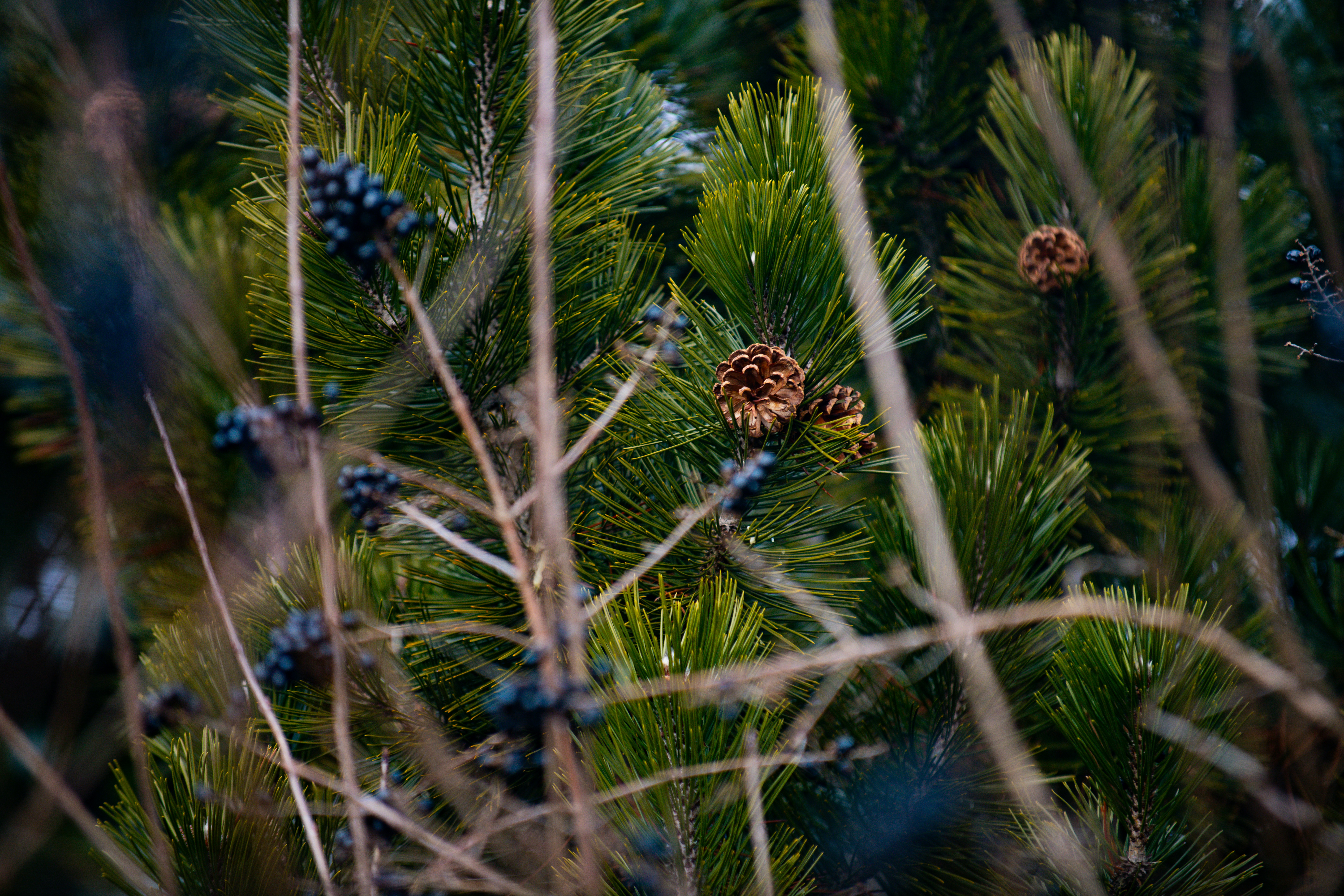 Pine forest sunlight, Wild blackberries bush, Dandelion field macro, Foraging basket woods, ilustrasi artikel Nature’s Pantry: A Beginner’s Guide to Identifying Edible Plants in North American Woods 3