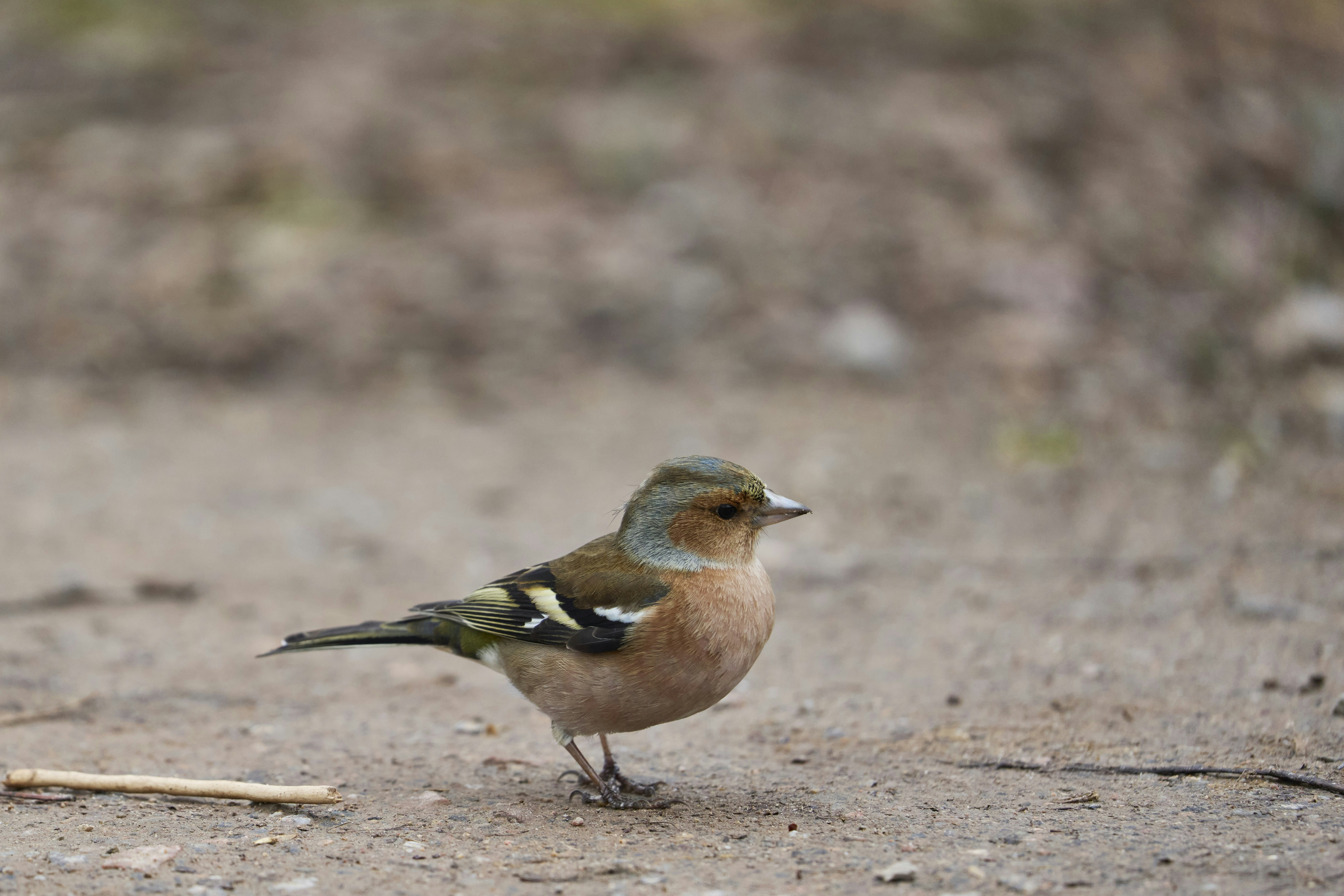 Photo by wolfgang_hasselmann