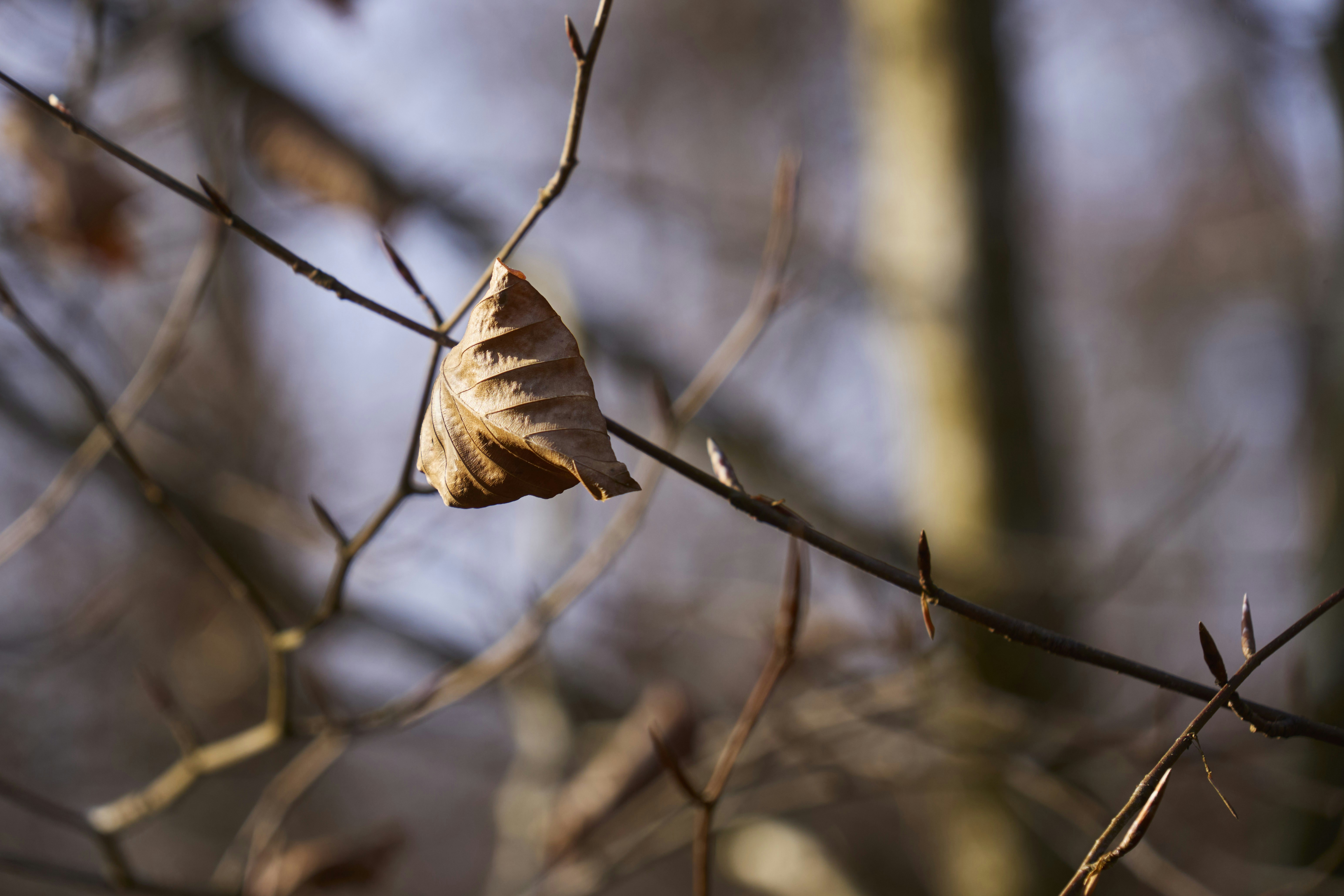 Photo by wolfgang_hasselmann