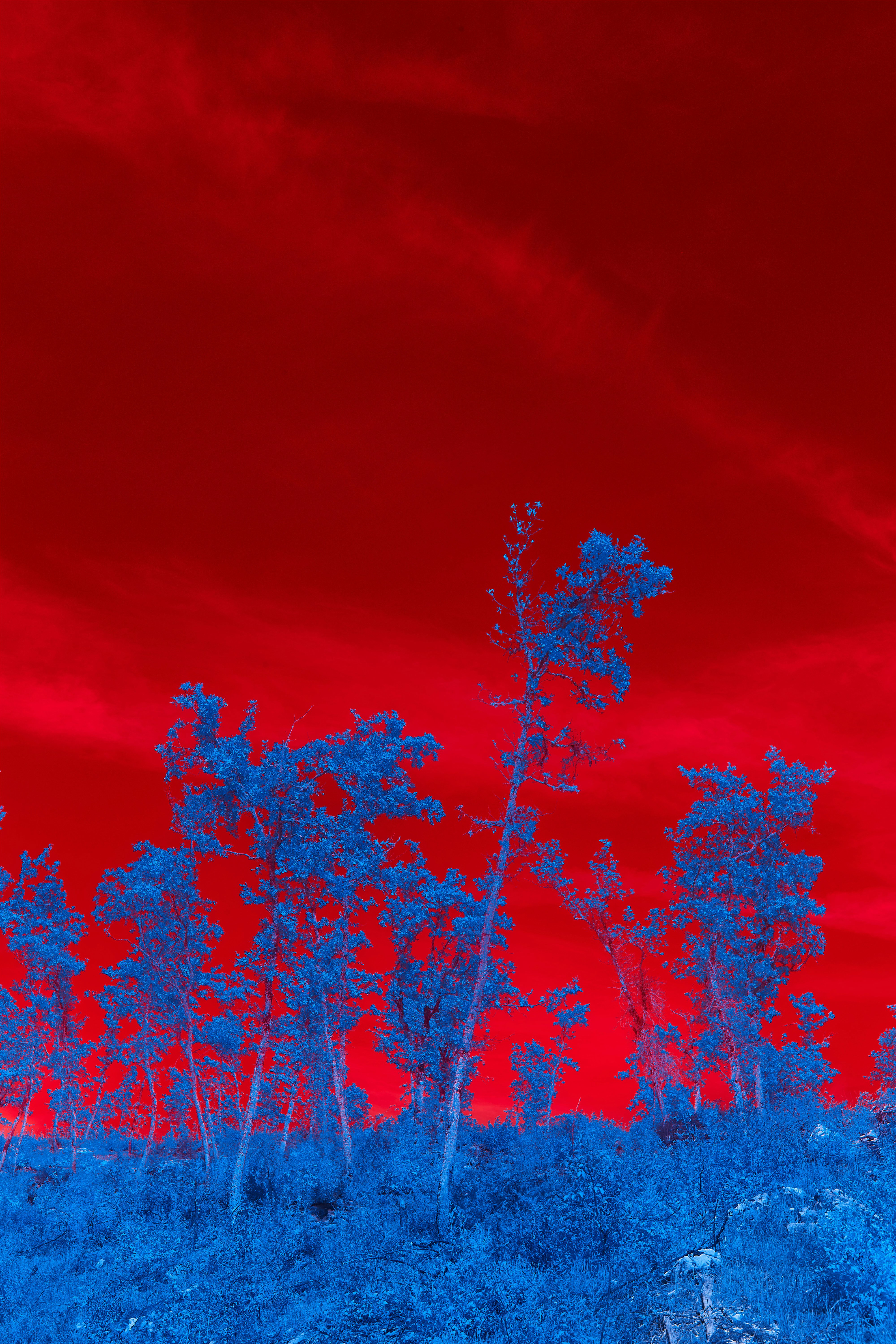 Photo by wolfgang_hasselmann