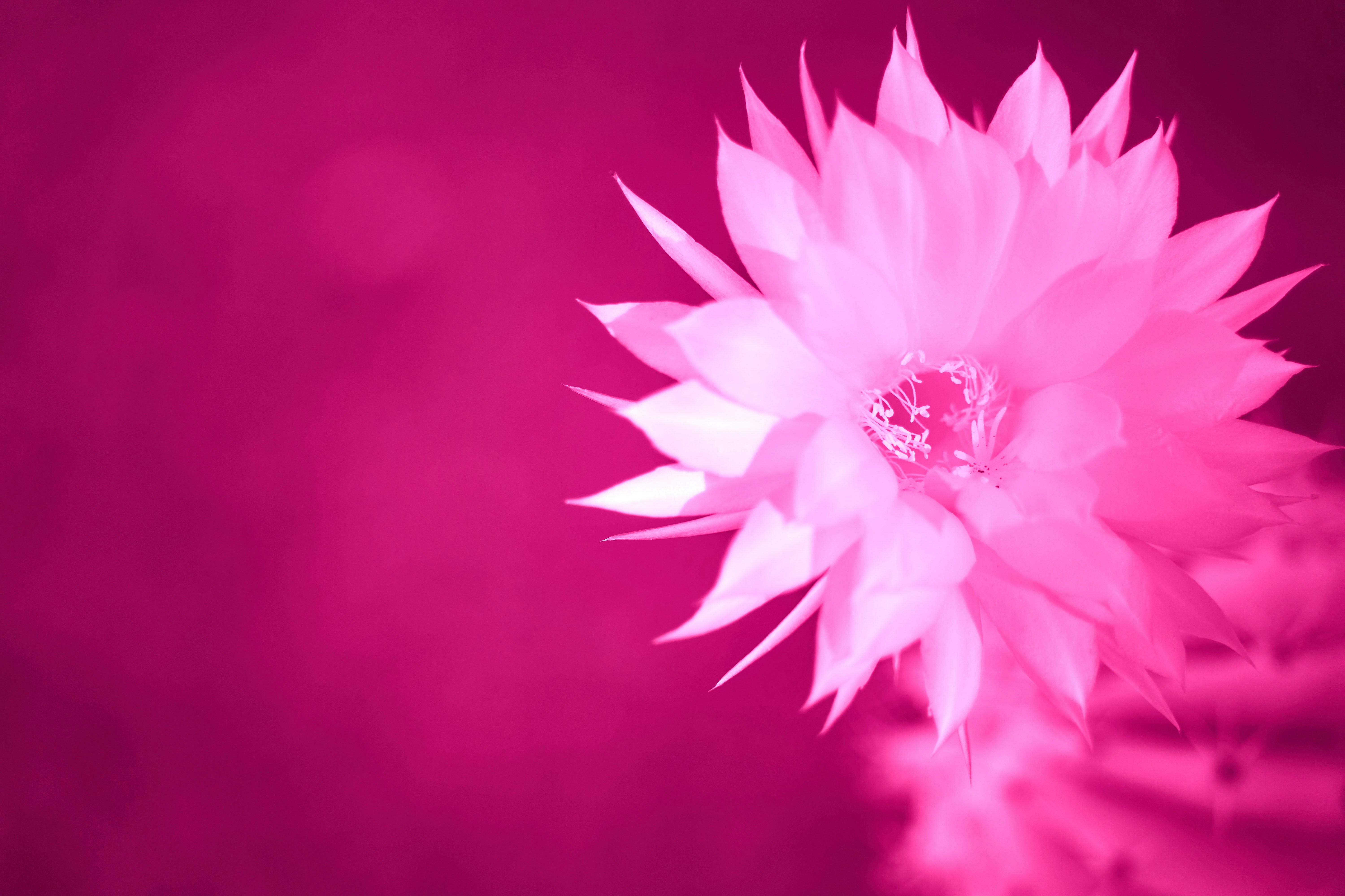 Photo by wolfgang_hasselmann