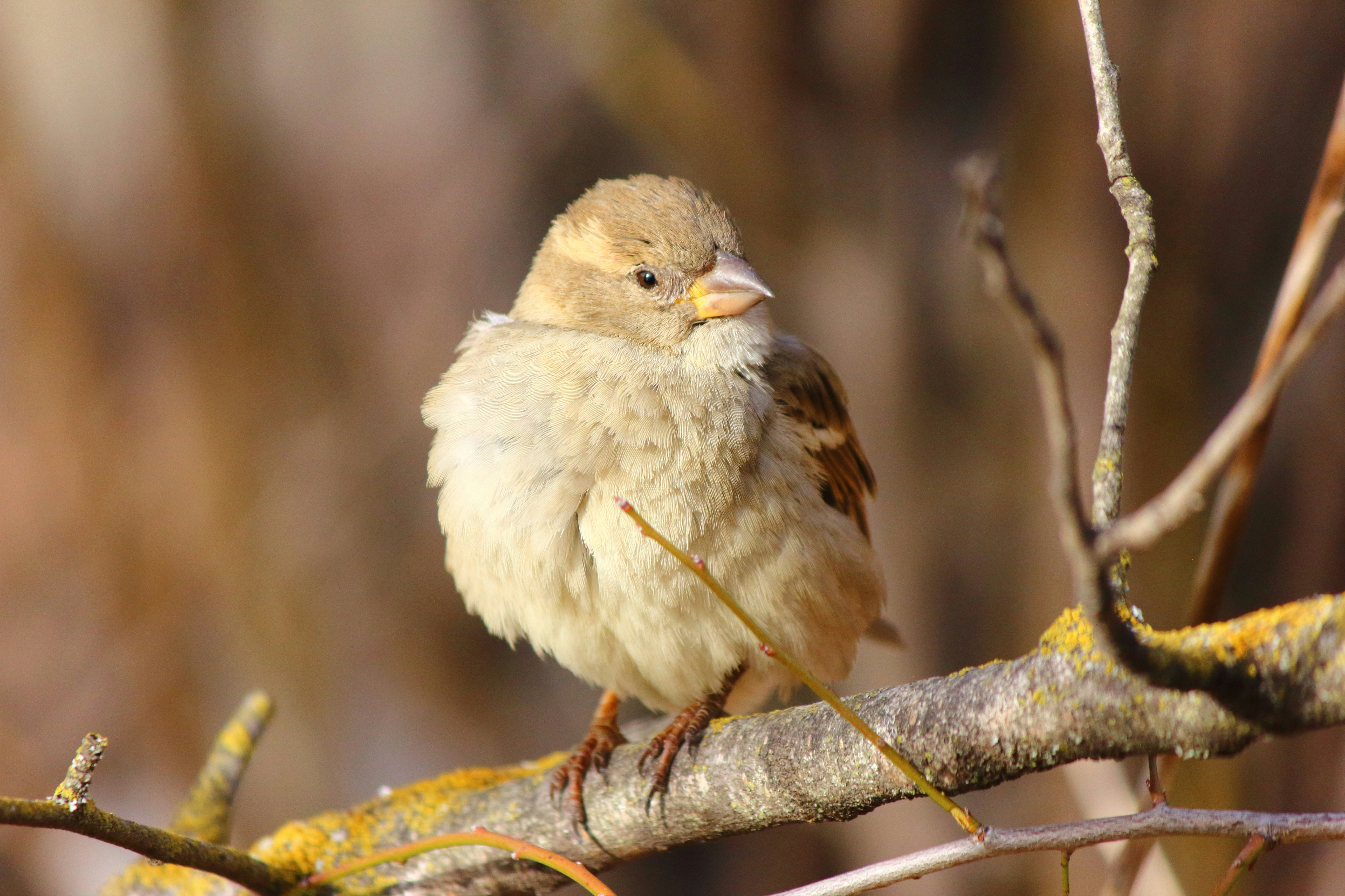 Photo by cengizozarpat