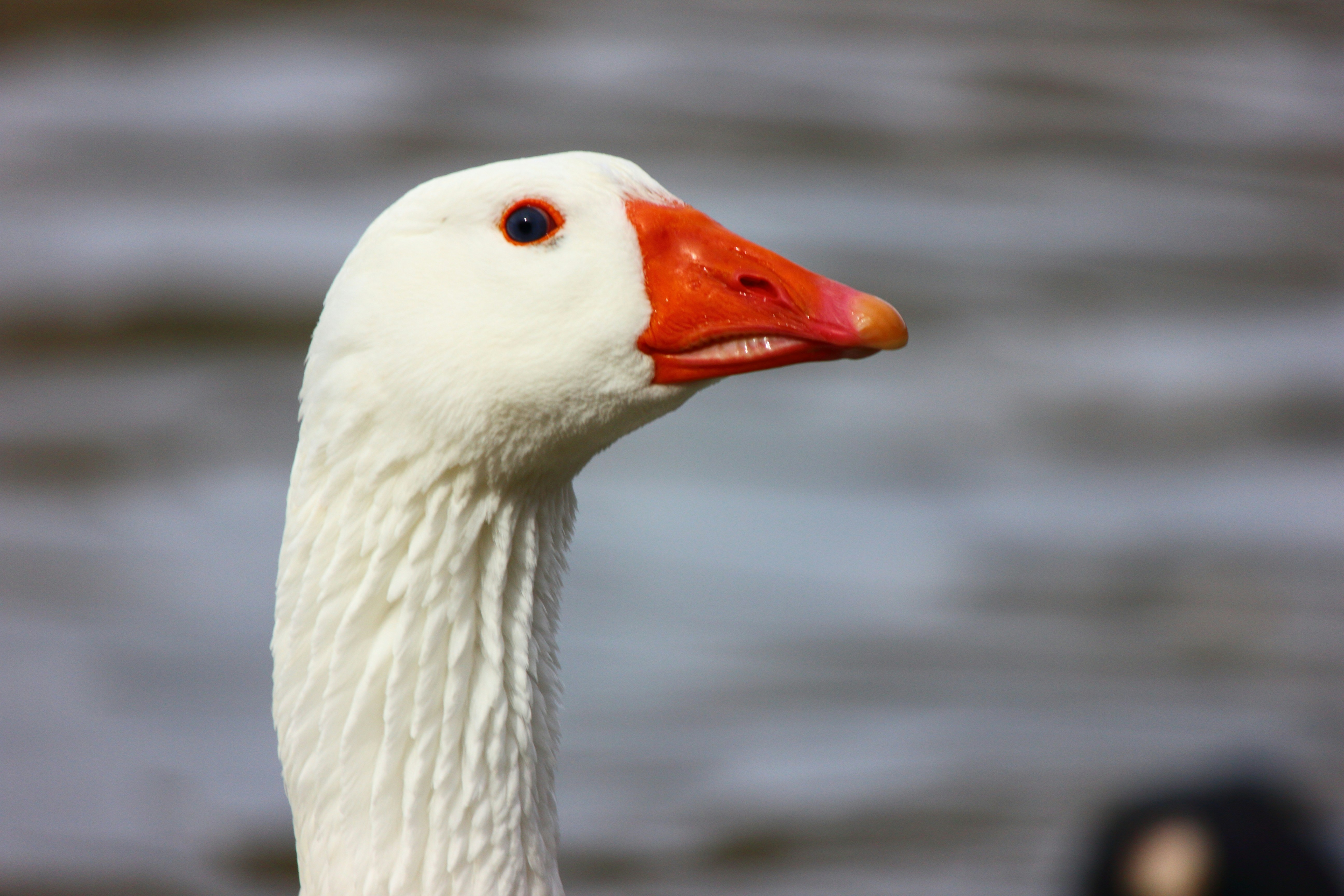 Photo by cengizozarpat