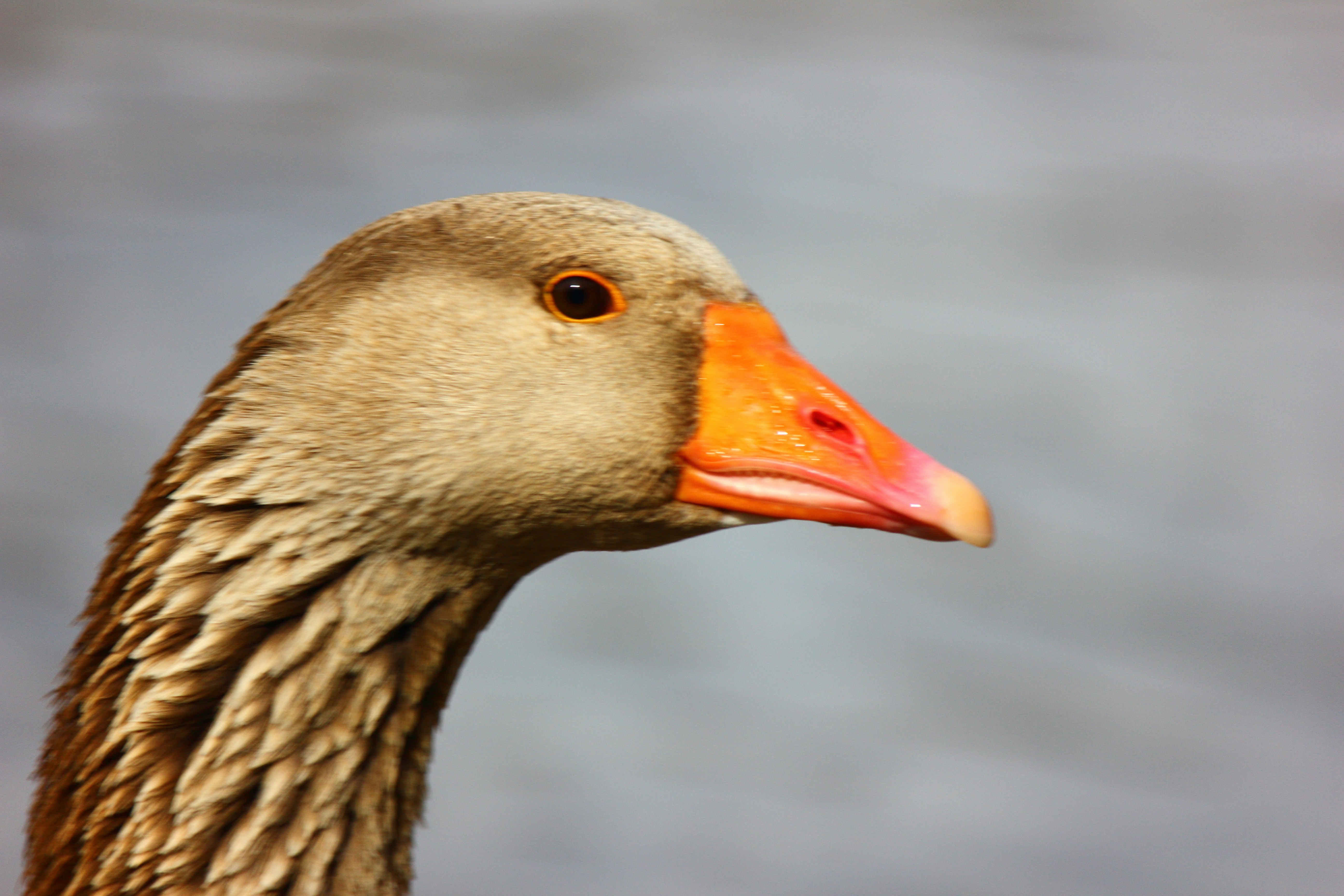 Photo by cengizozarpat