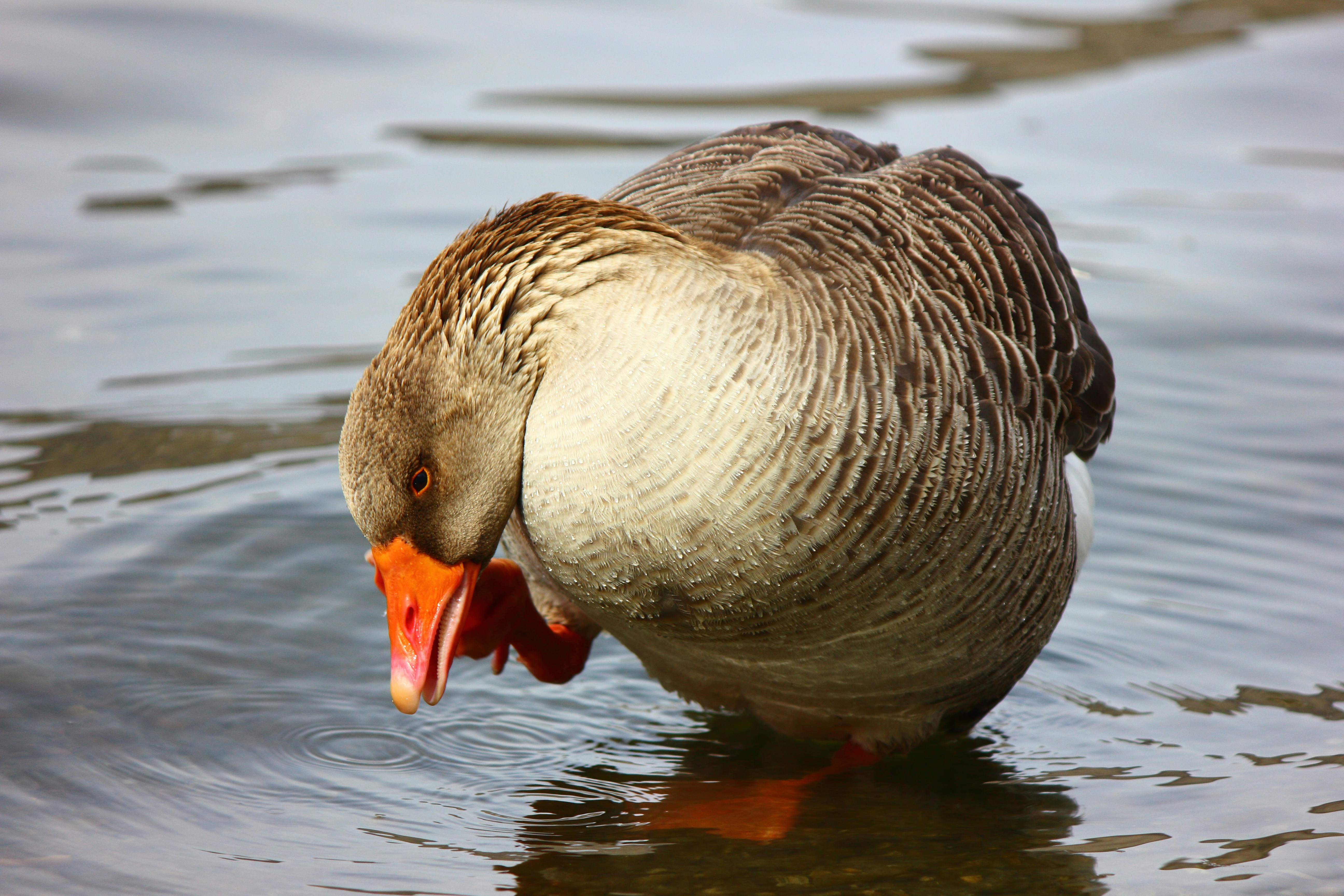 Photo by cengizozarpat