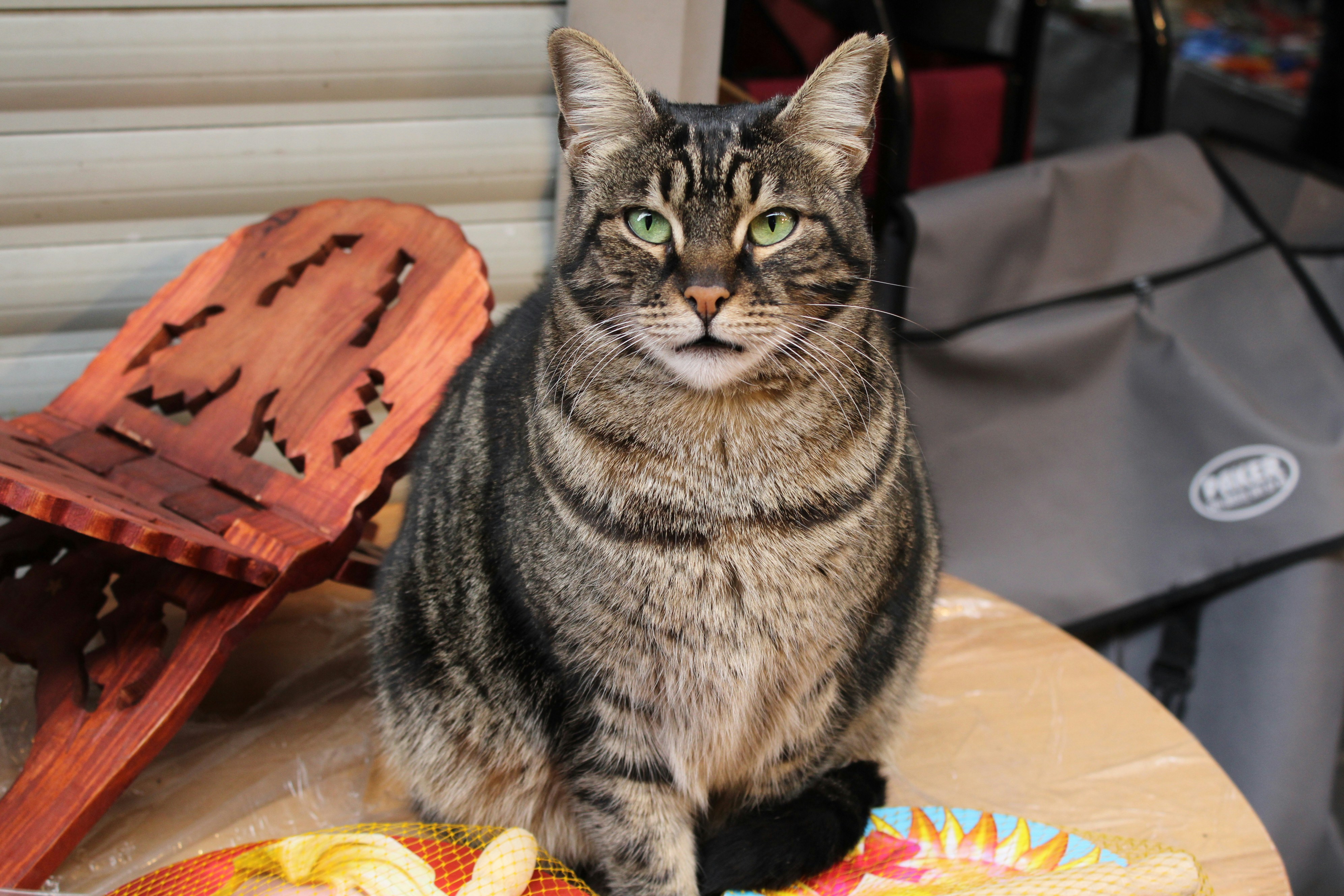 Полосатый кот сидит на столе.