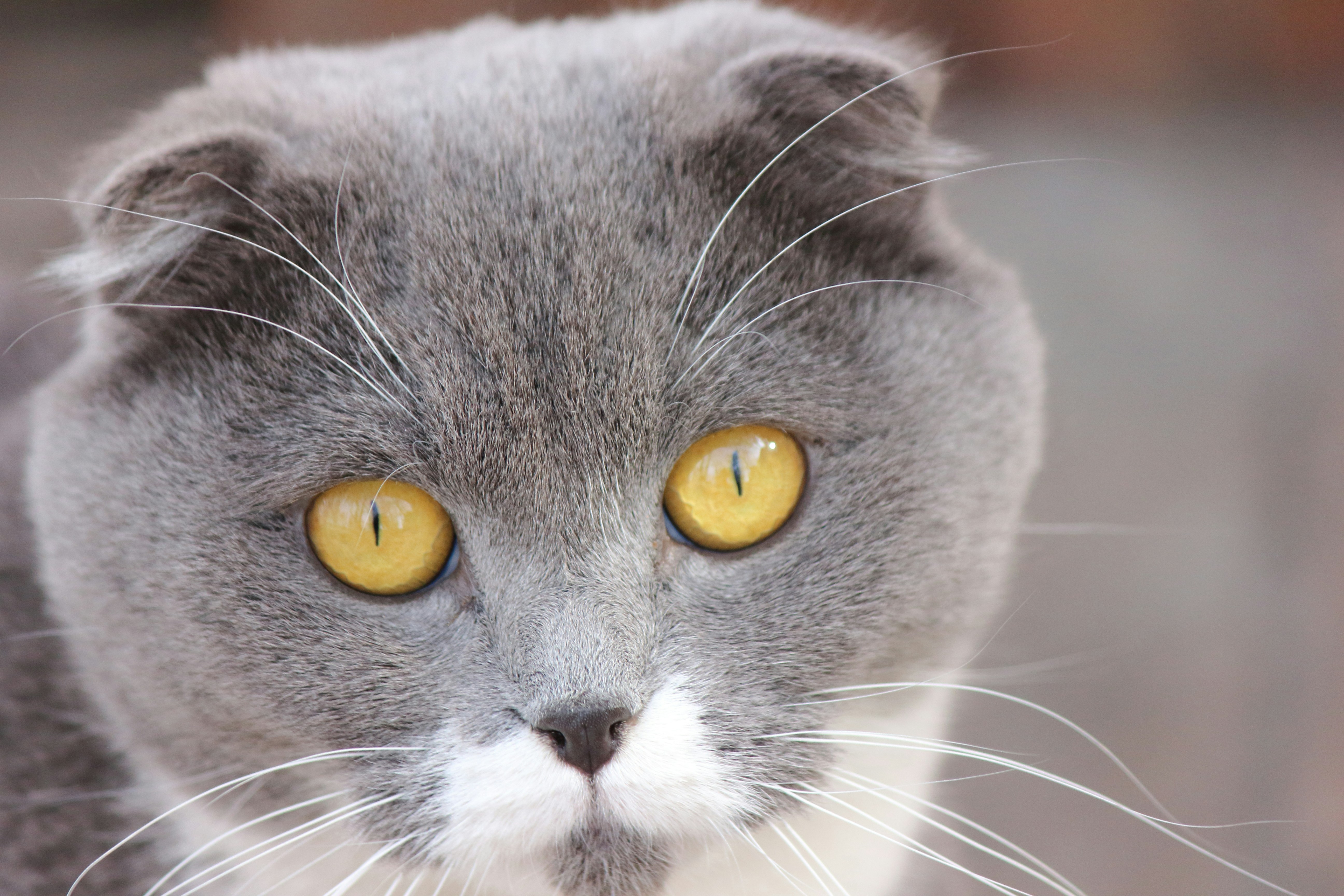 Photo by cengizozarpat