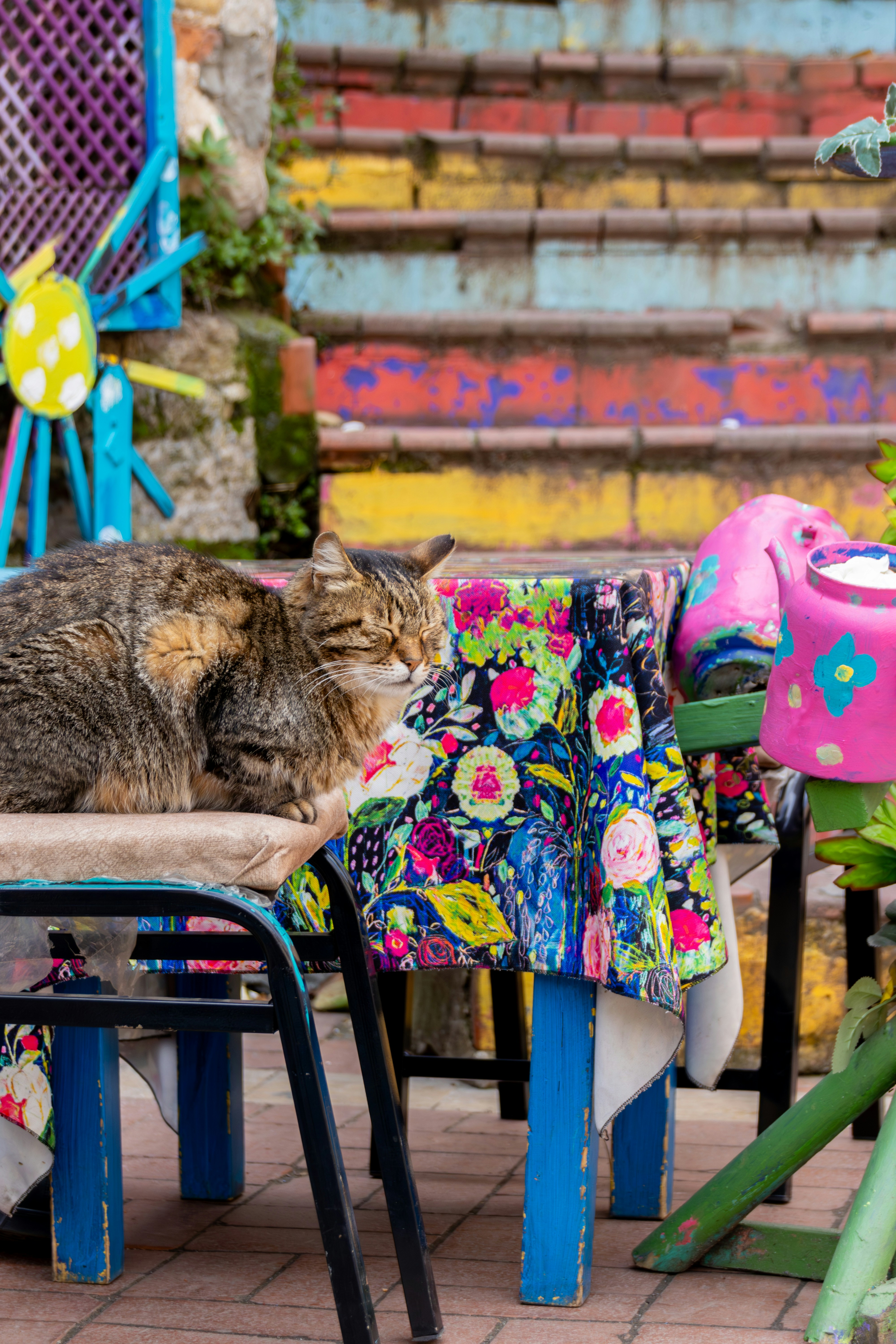 13 posiciones felinas al dormir y lo que significan | The Dog People by  Rover.com, image size:3000x4500