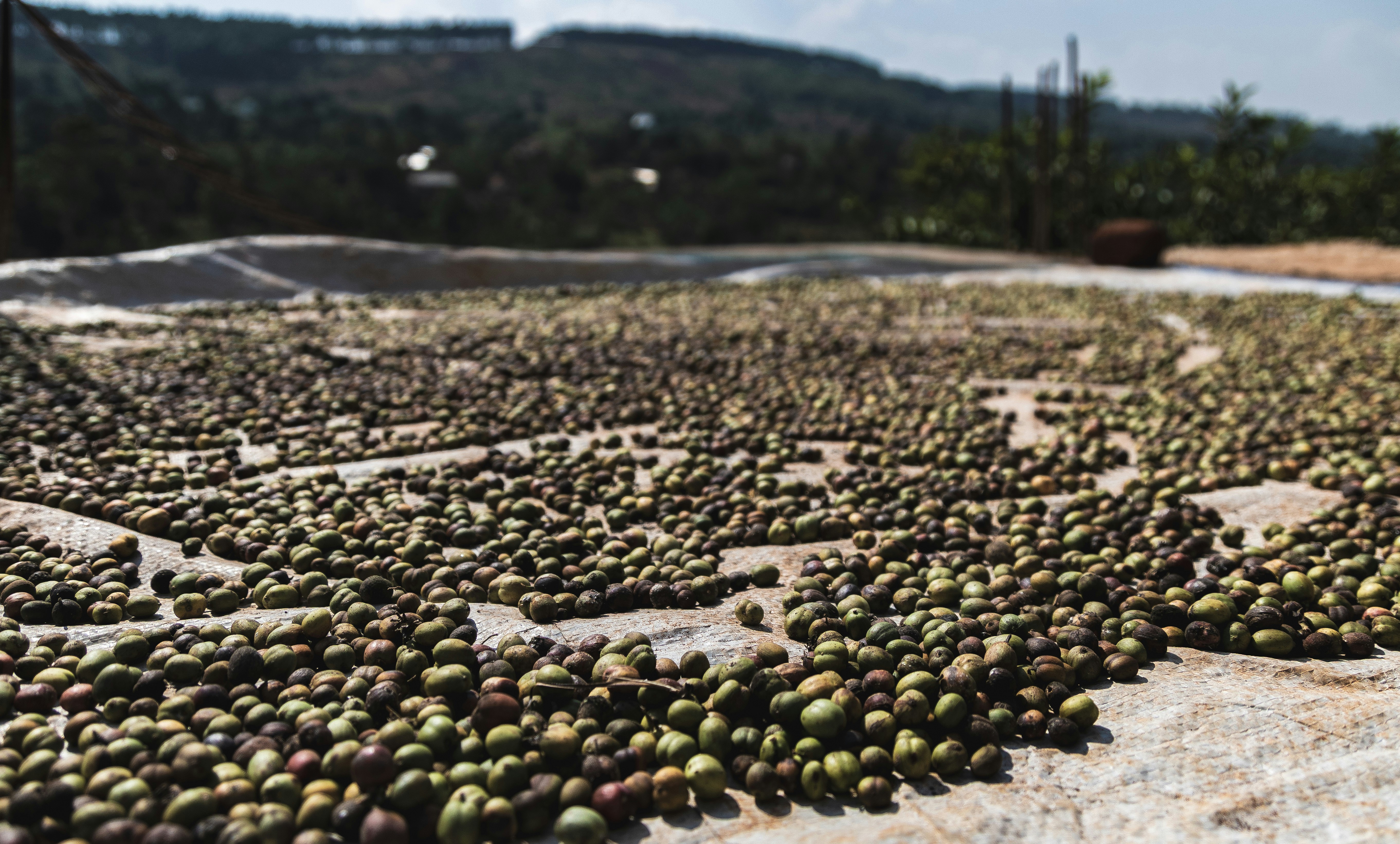 Green coffee beans drying in the sun.