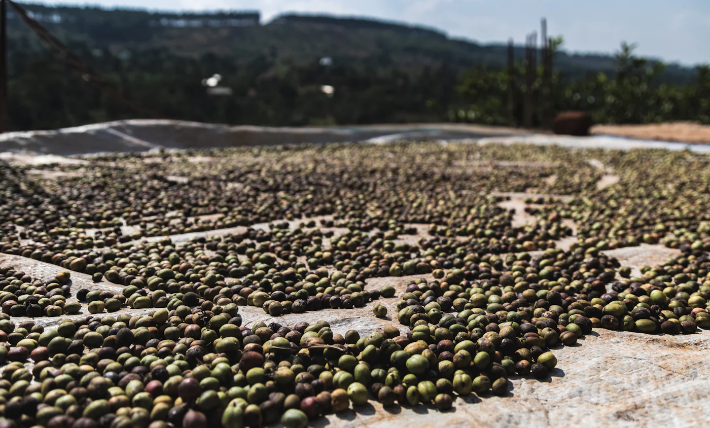 Coffee beans drying in the sun at a processing site