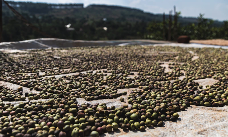 Cerises et grains de café en cours de séchage au soleil après la récolte