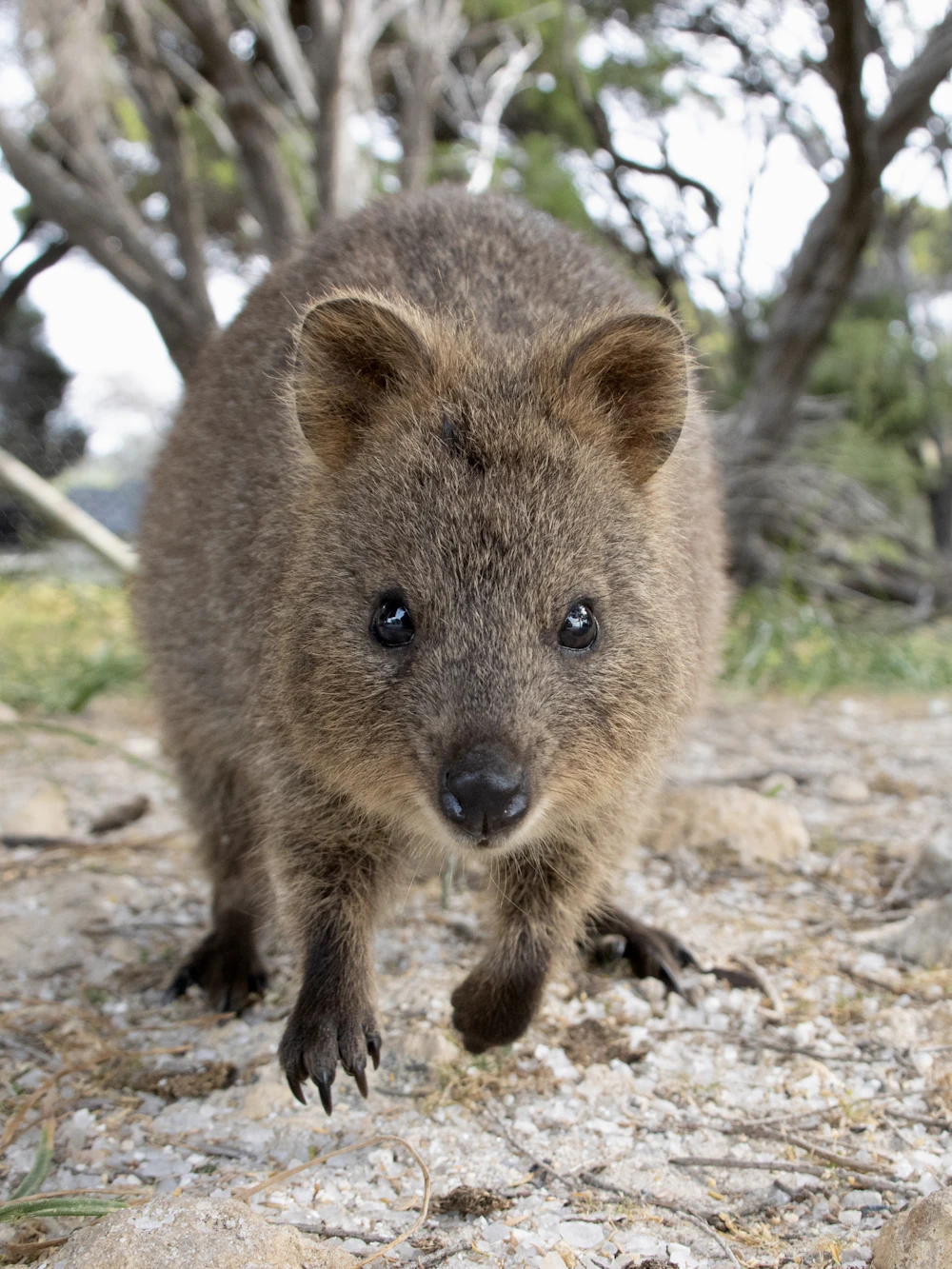 Quokka sorridente a Rottnest Island