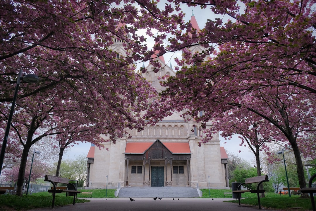 Cherry blossoms frame a beautiful church.