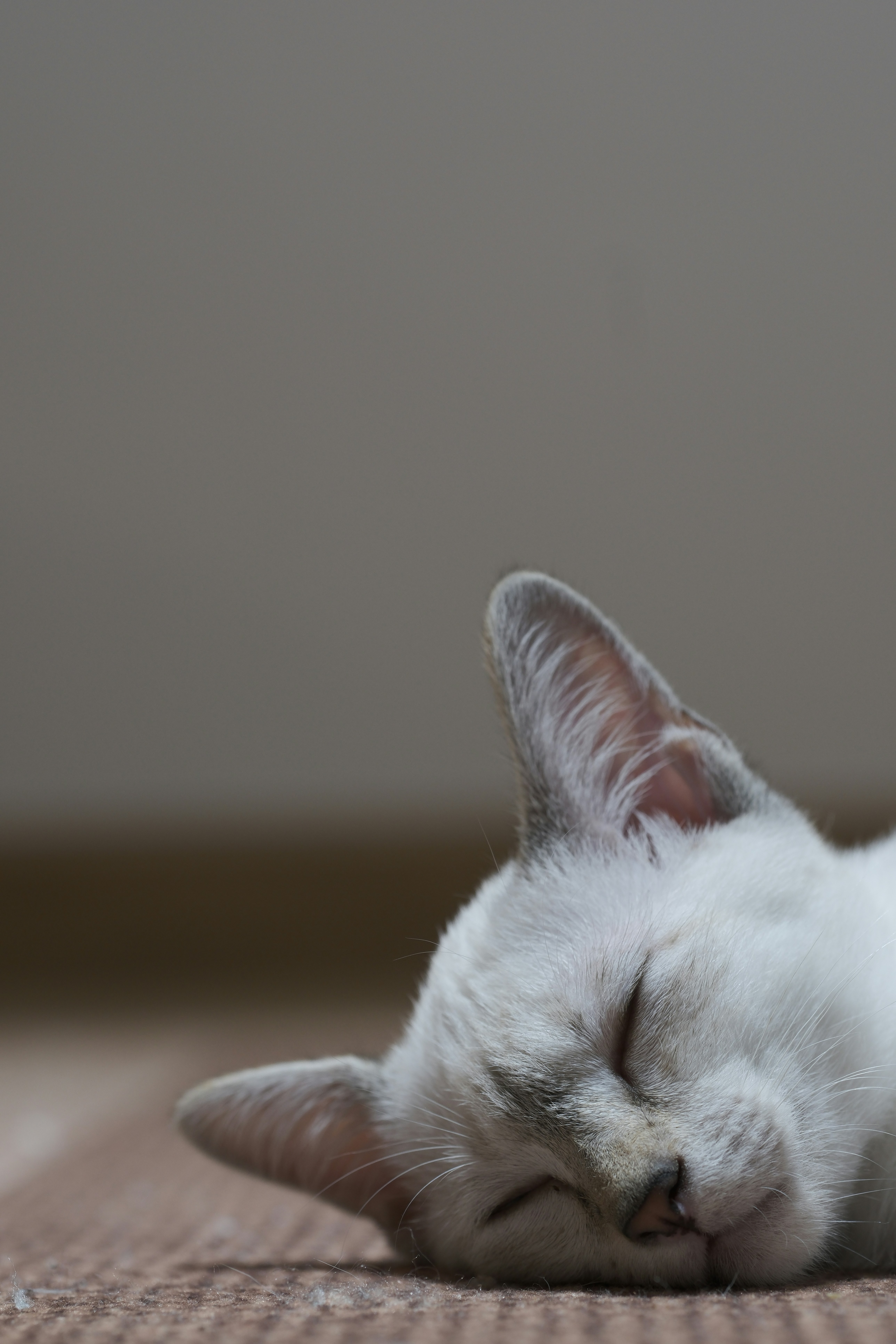 Sleeping cat is resting on a floor.