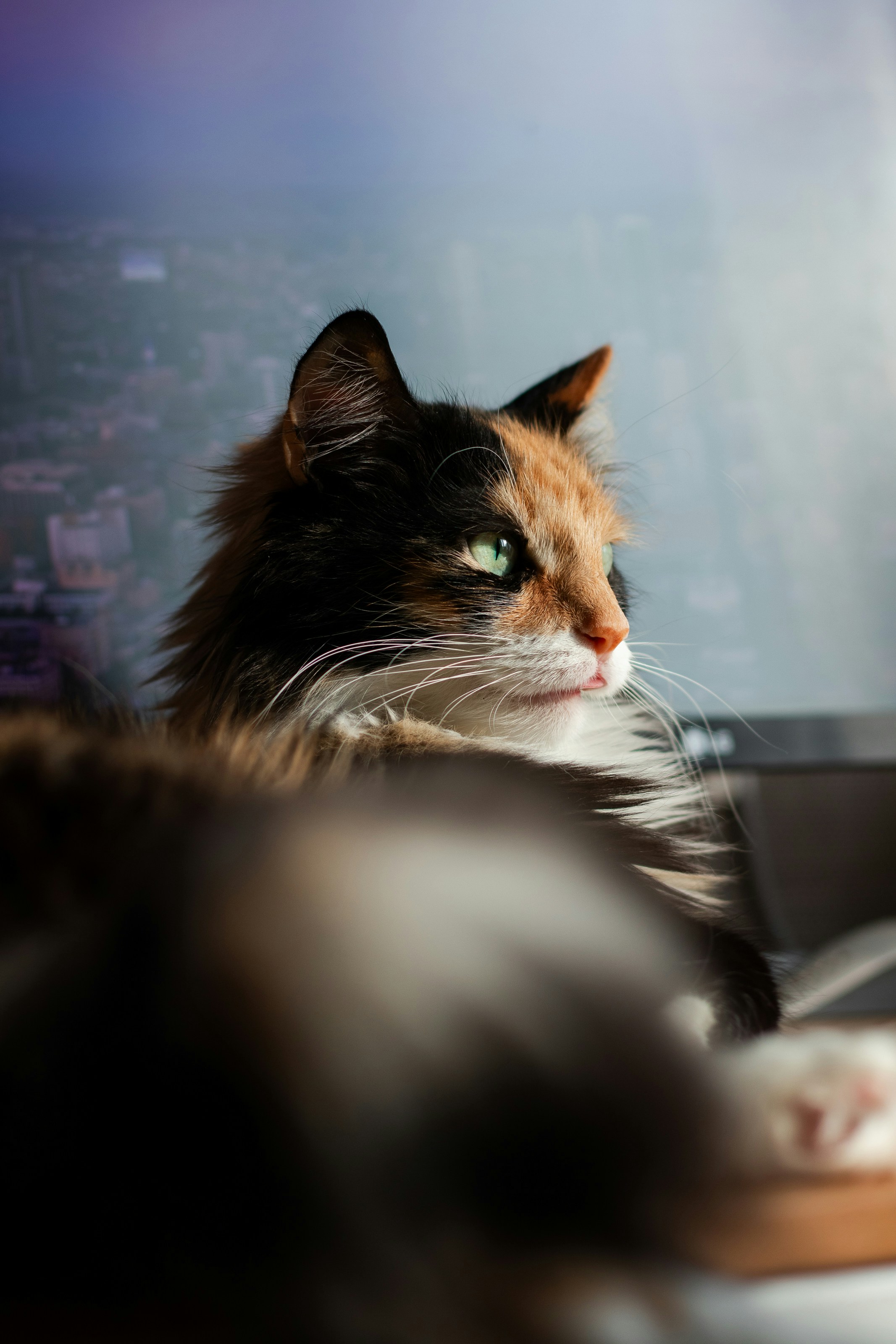 Un gato acostado encima de una computadora portátil