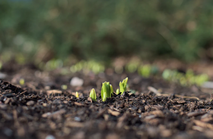 Seedlings breaking through tilled earth