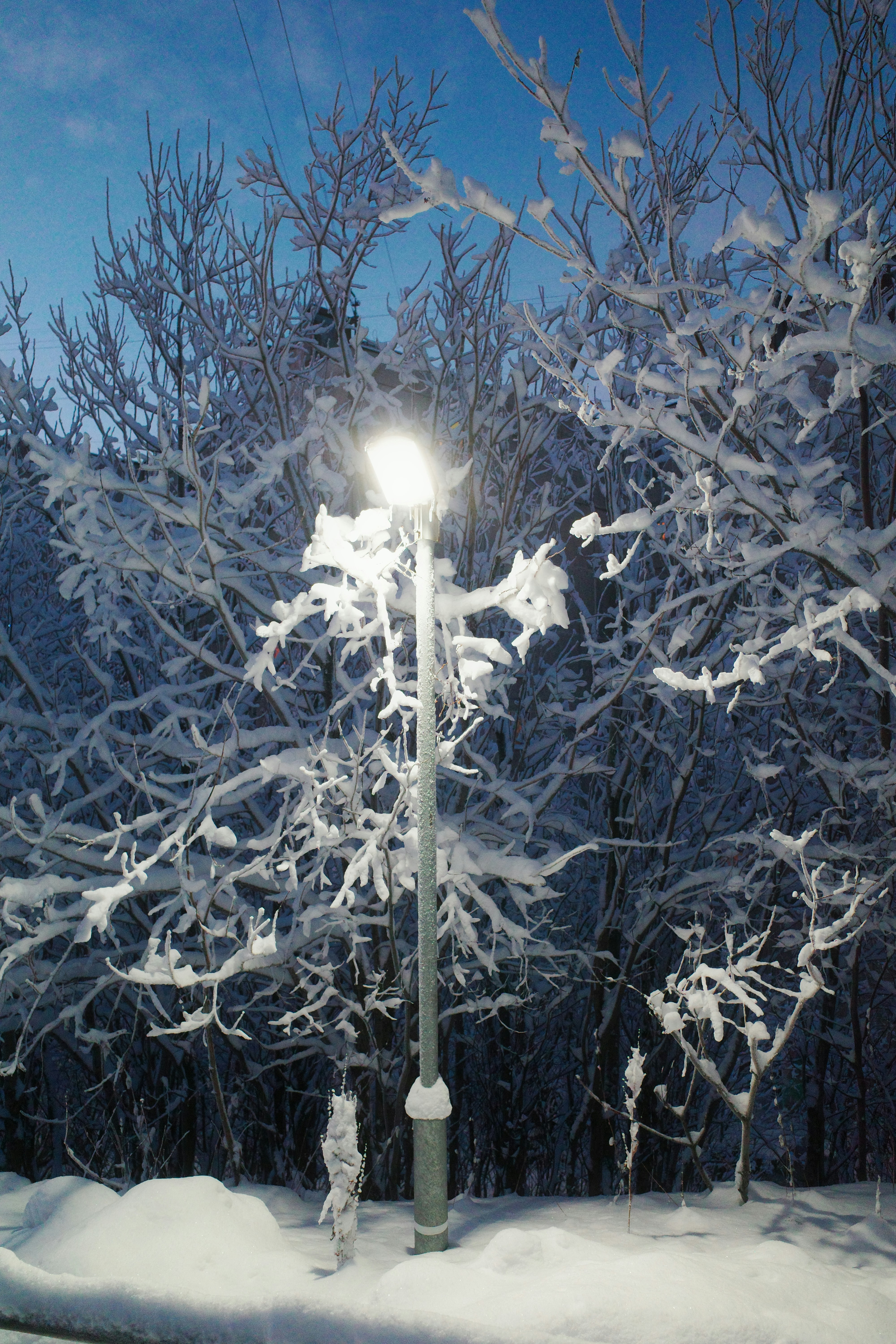 Snowy trees and a glowing streetlight at night.