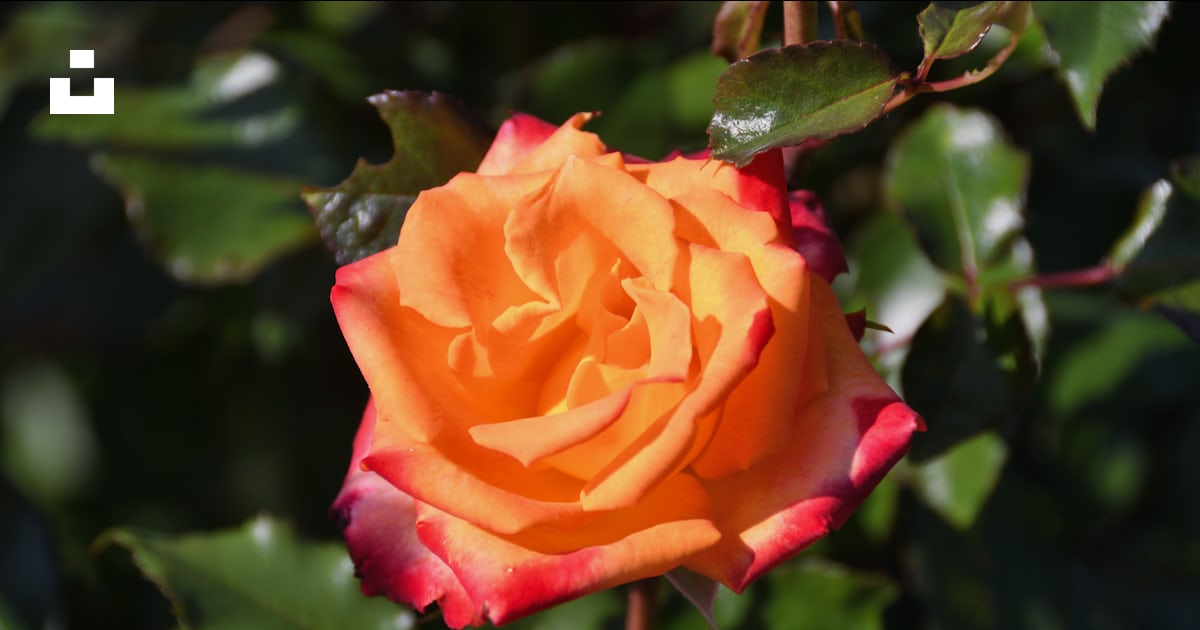 A beautiful orange and red rose blooms. photo – Free Ornamental plants ...