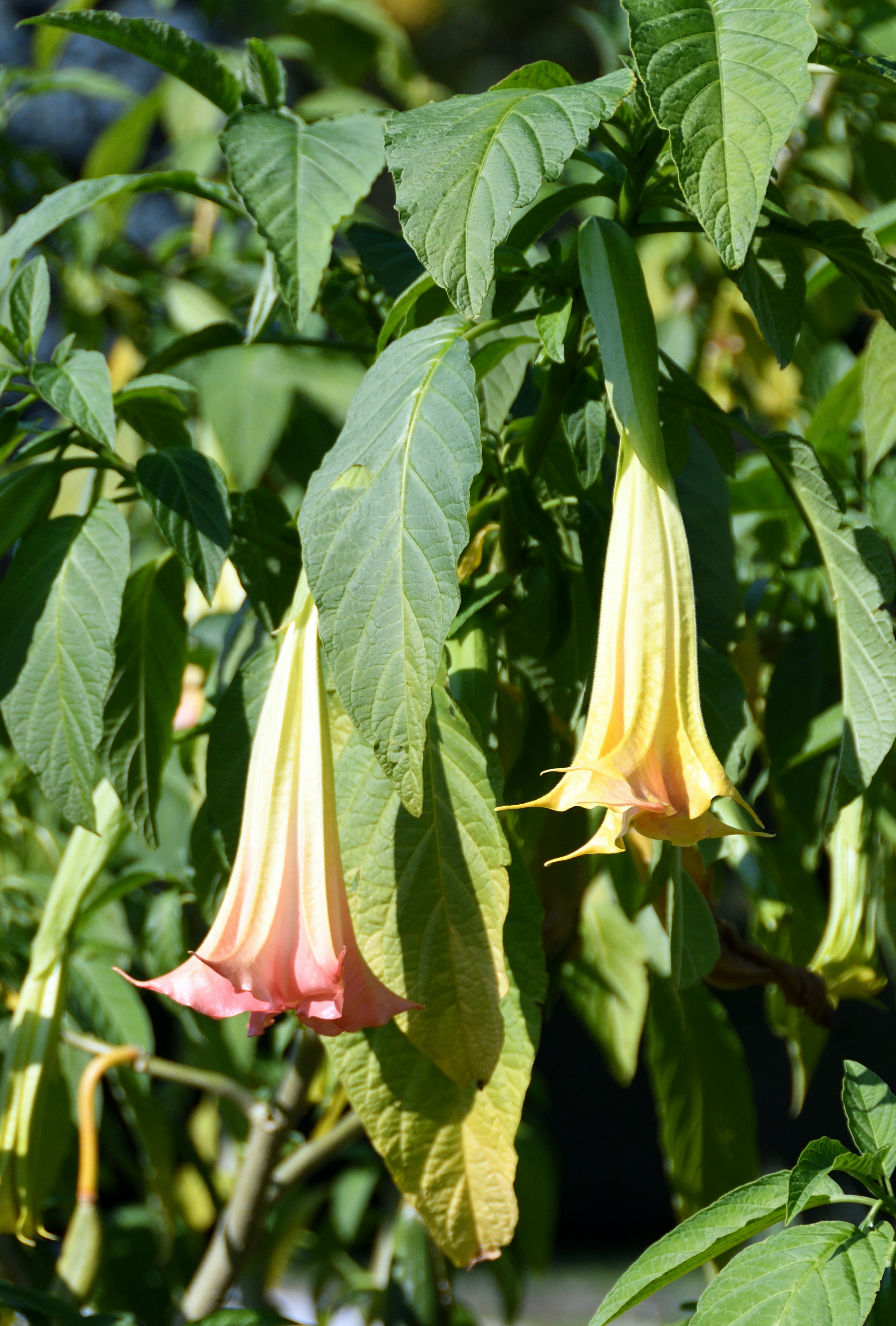 Imagem de Trombeta Angelical