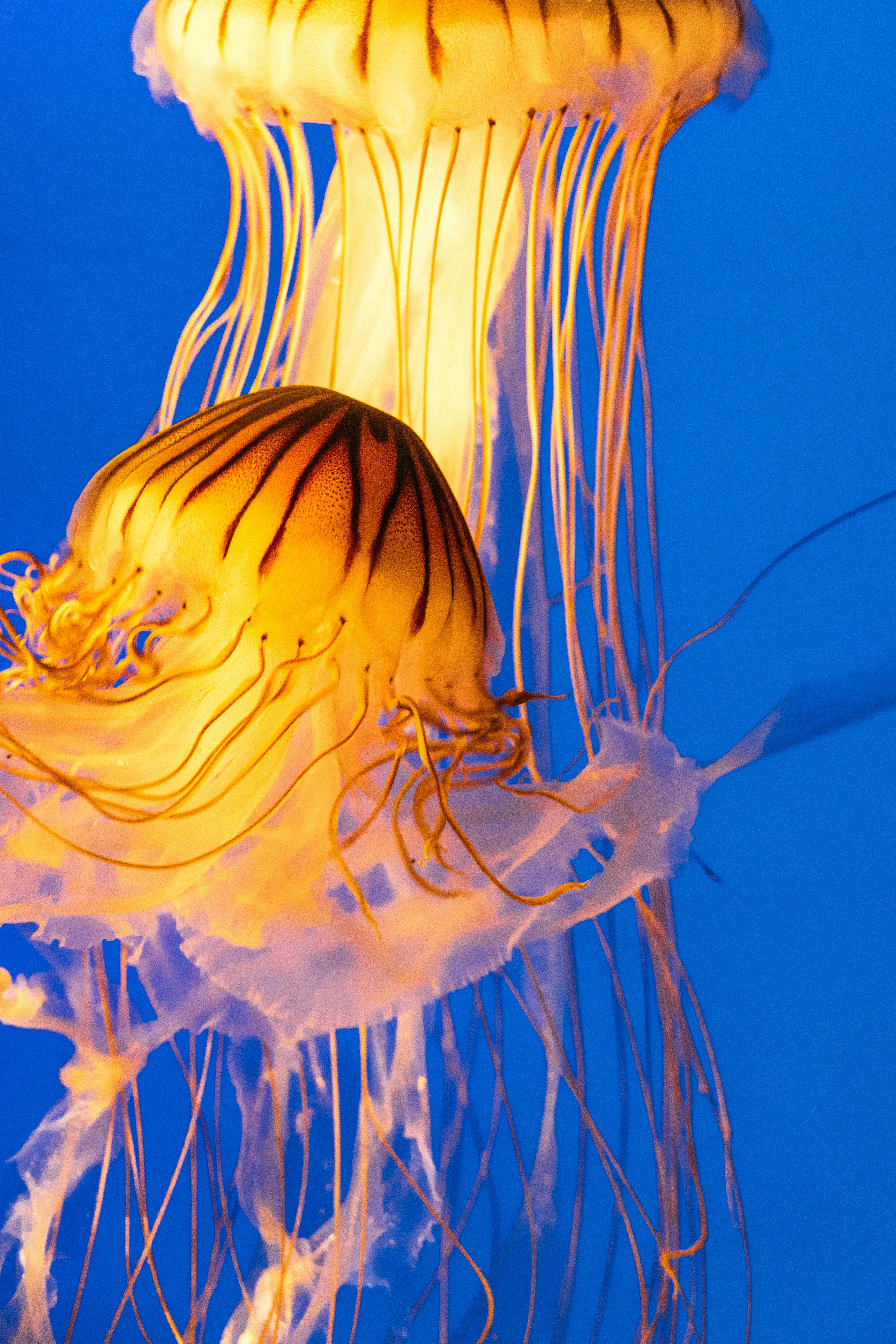 Due meduse galleggiano pacificamente su uno sfondo blu.