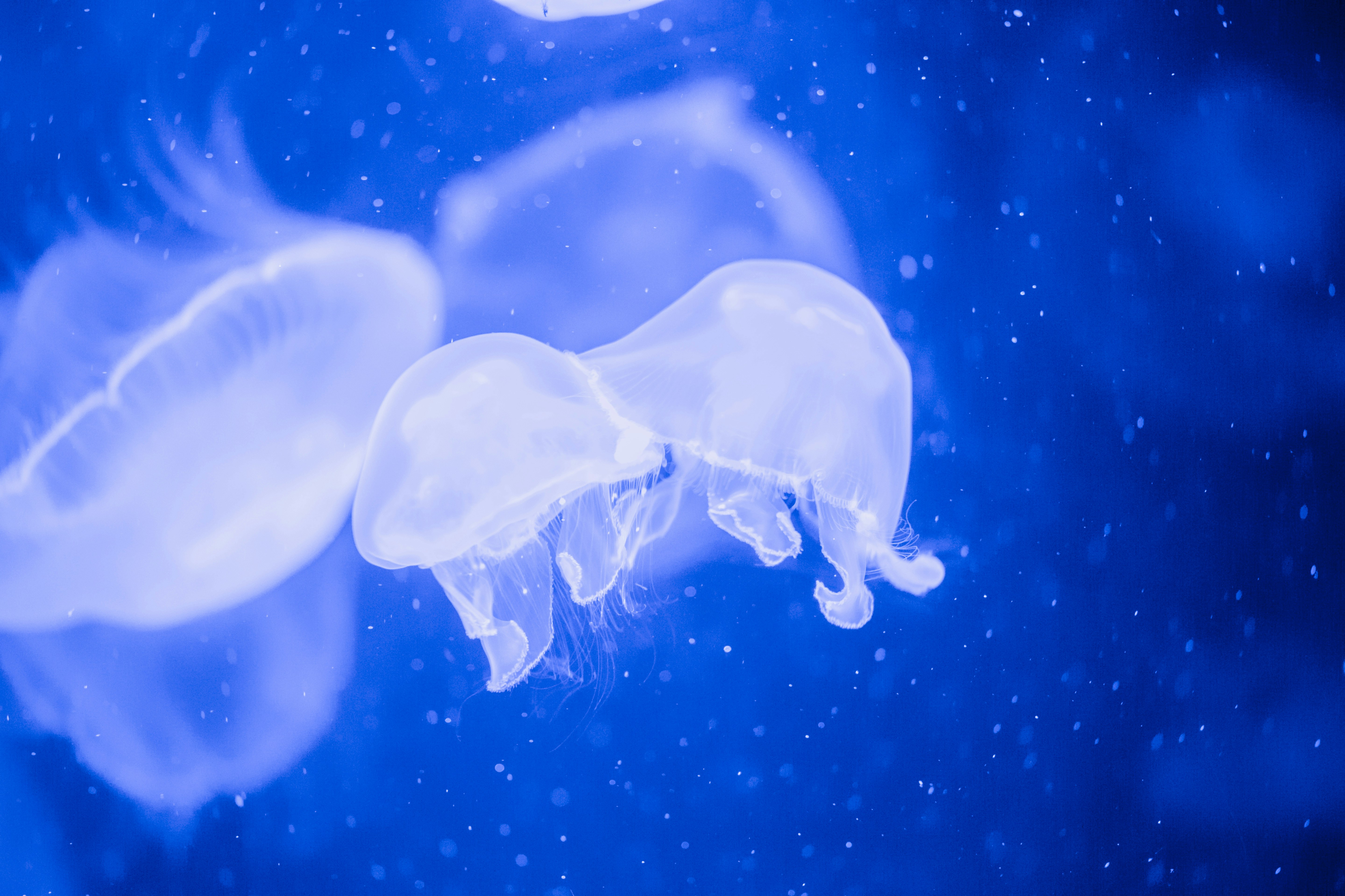 Photo by rafaelpeier