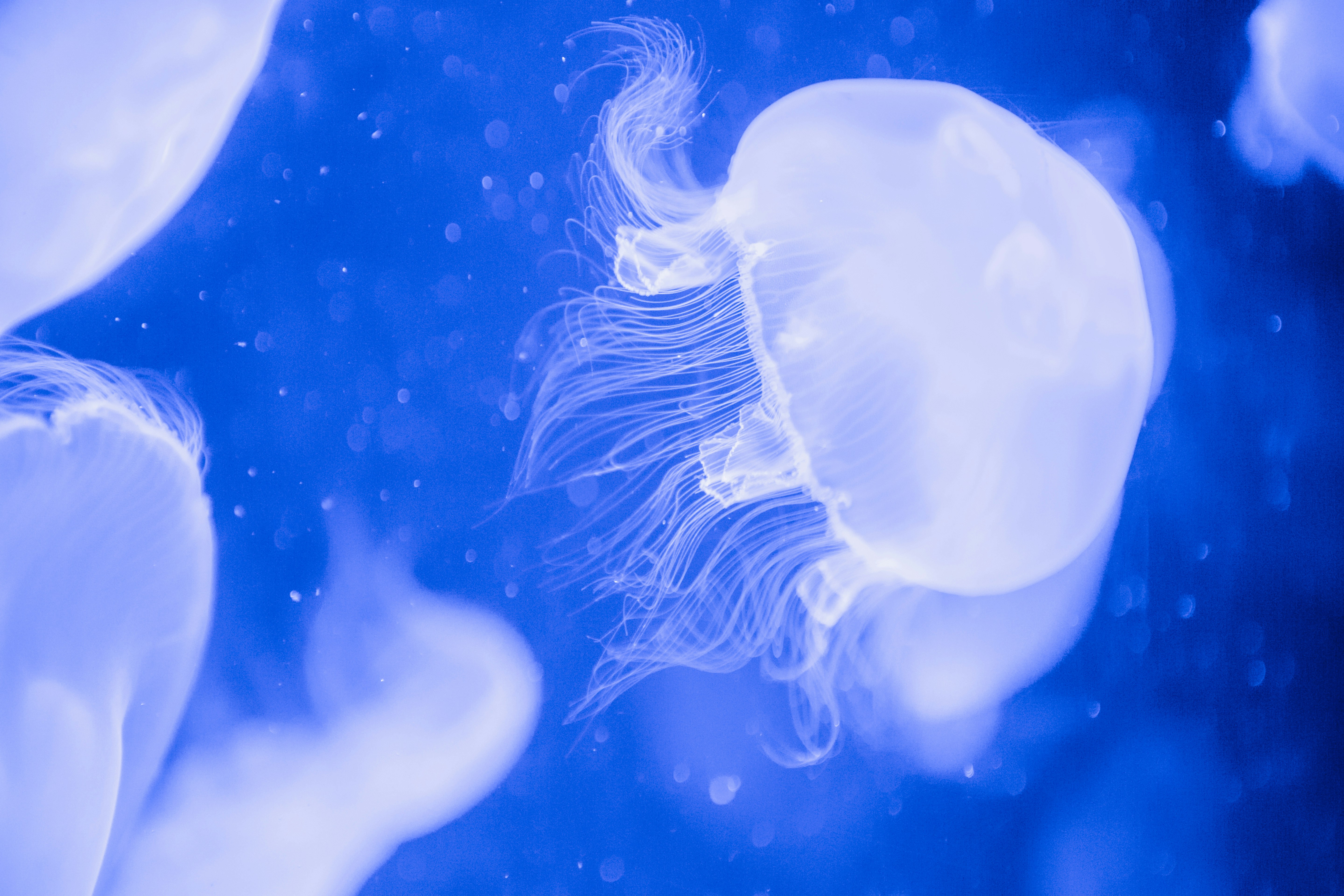 Conclusion (image credits: unsplash)