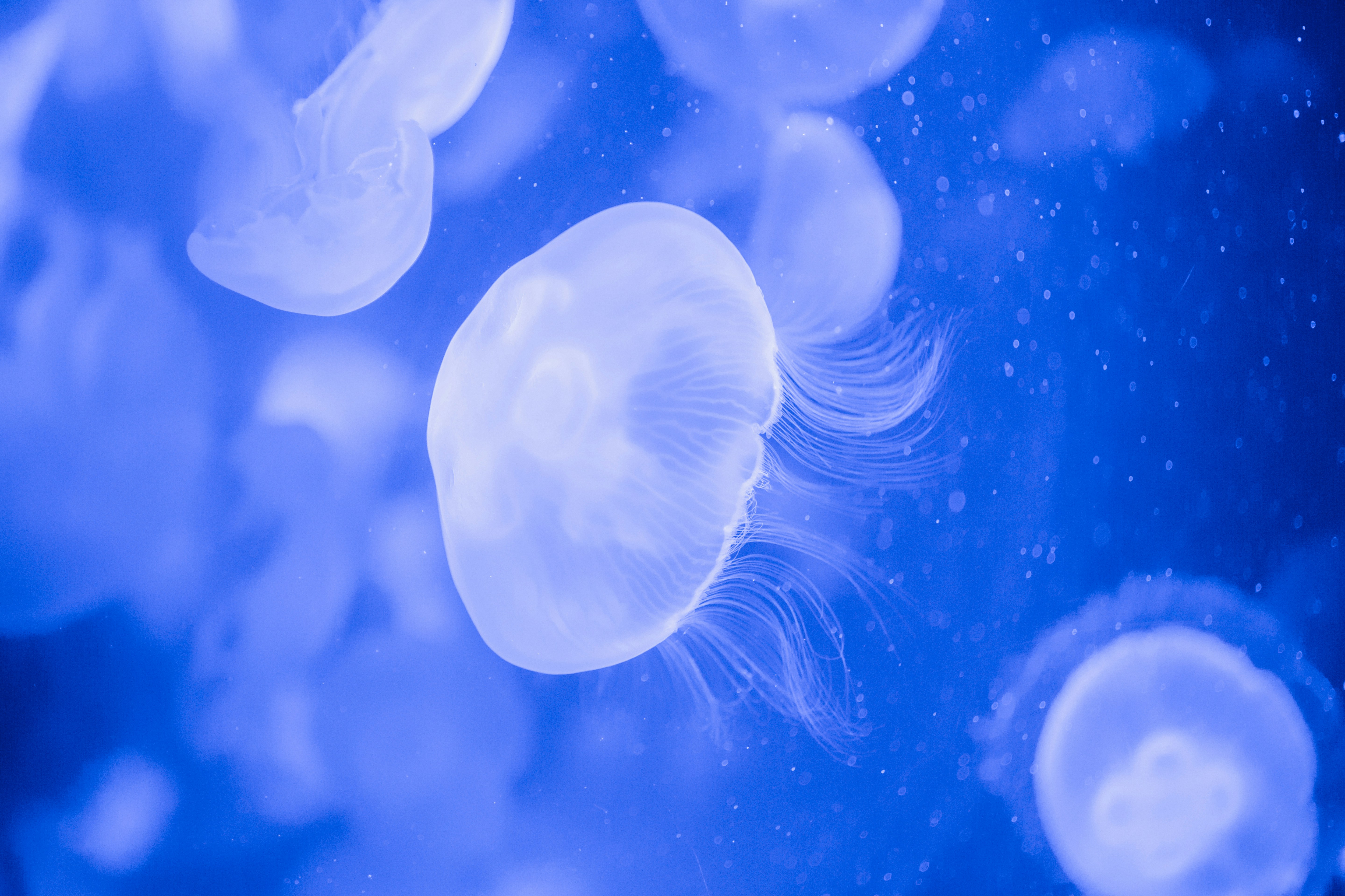 Photo by rafaelpeier