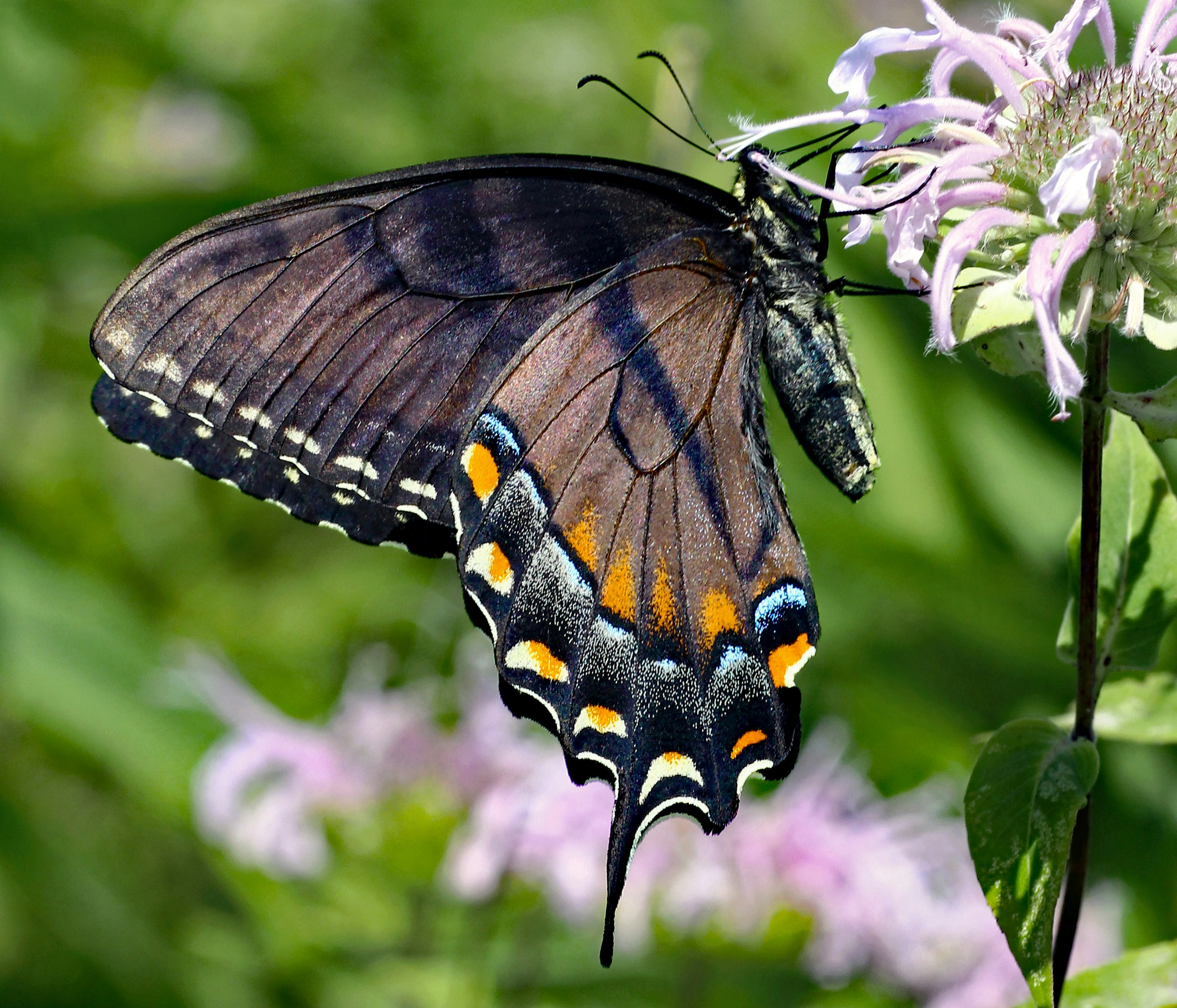 Photo by telliottmbamsc