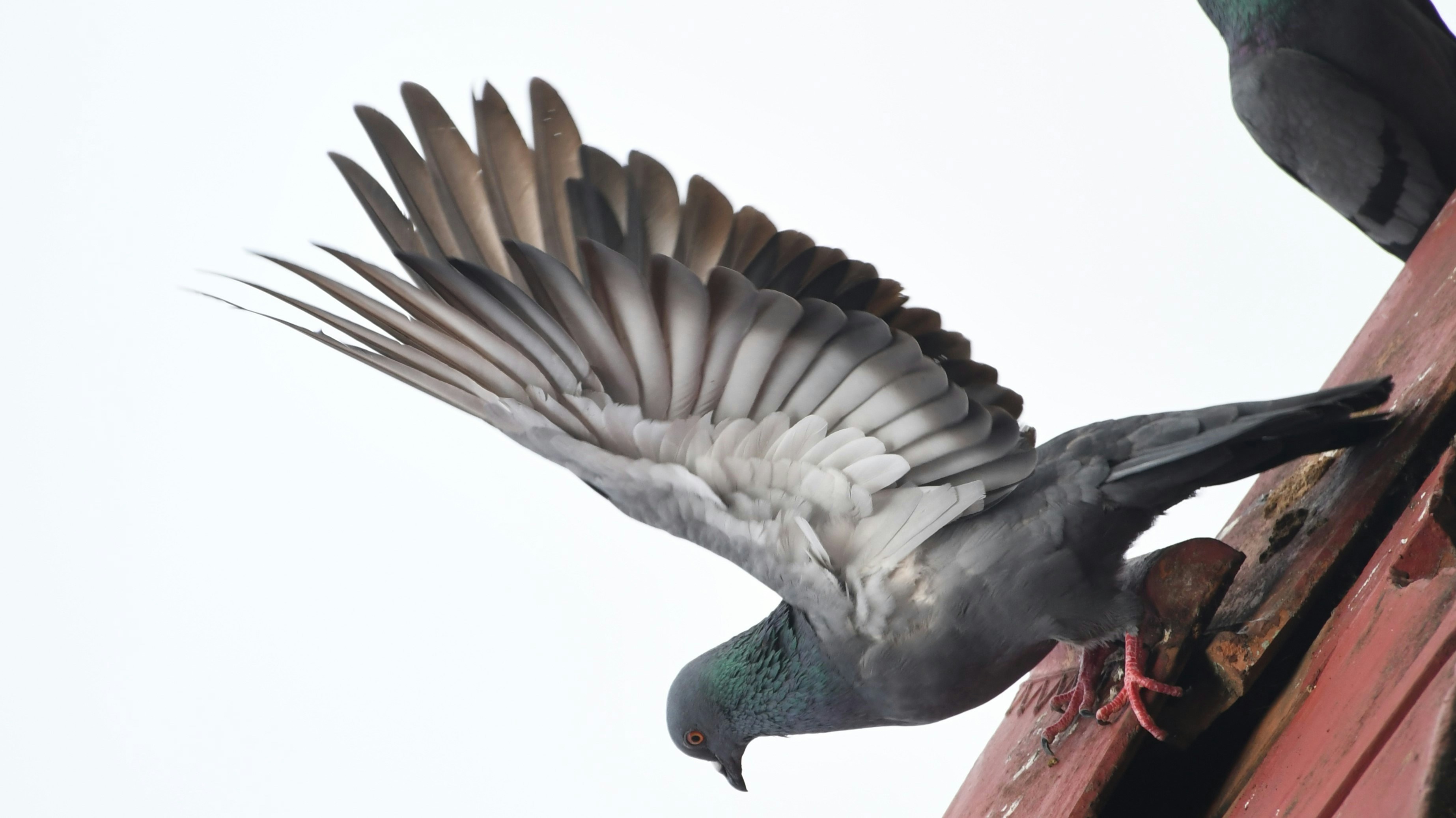 Um pombo abre as asas para voar