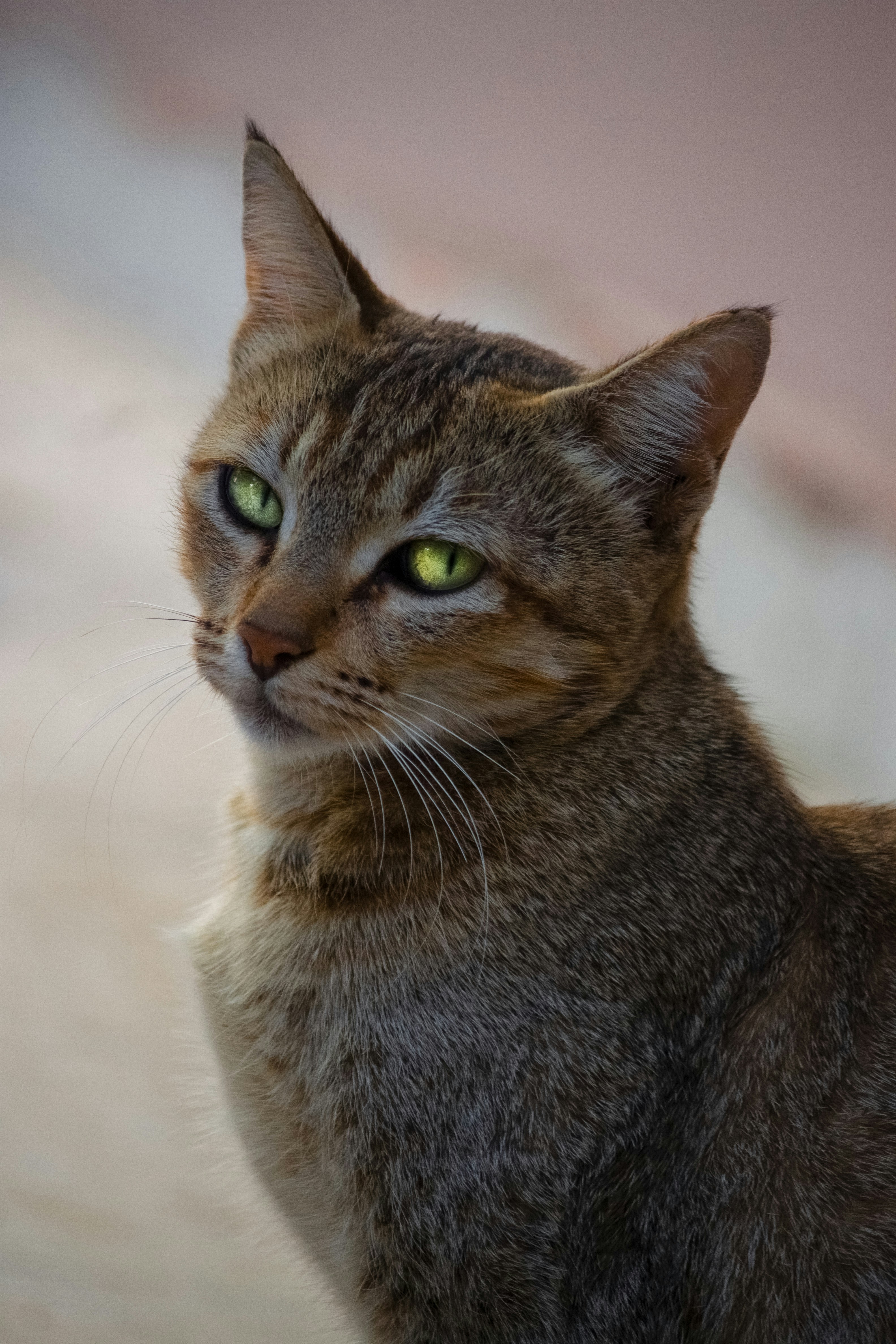 Photo by lambapriyanshu