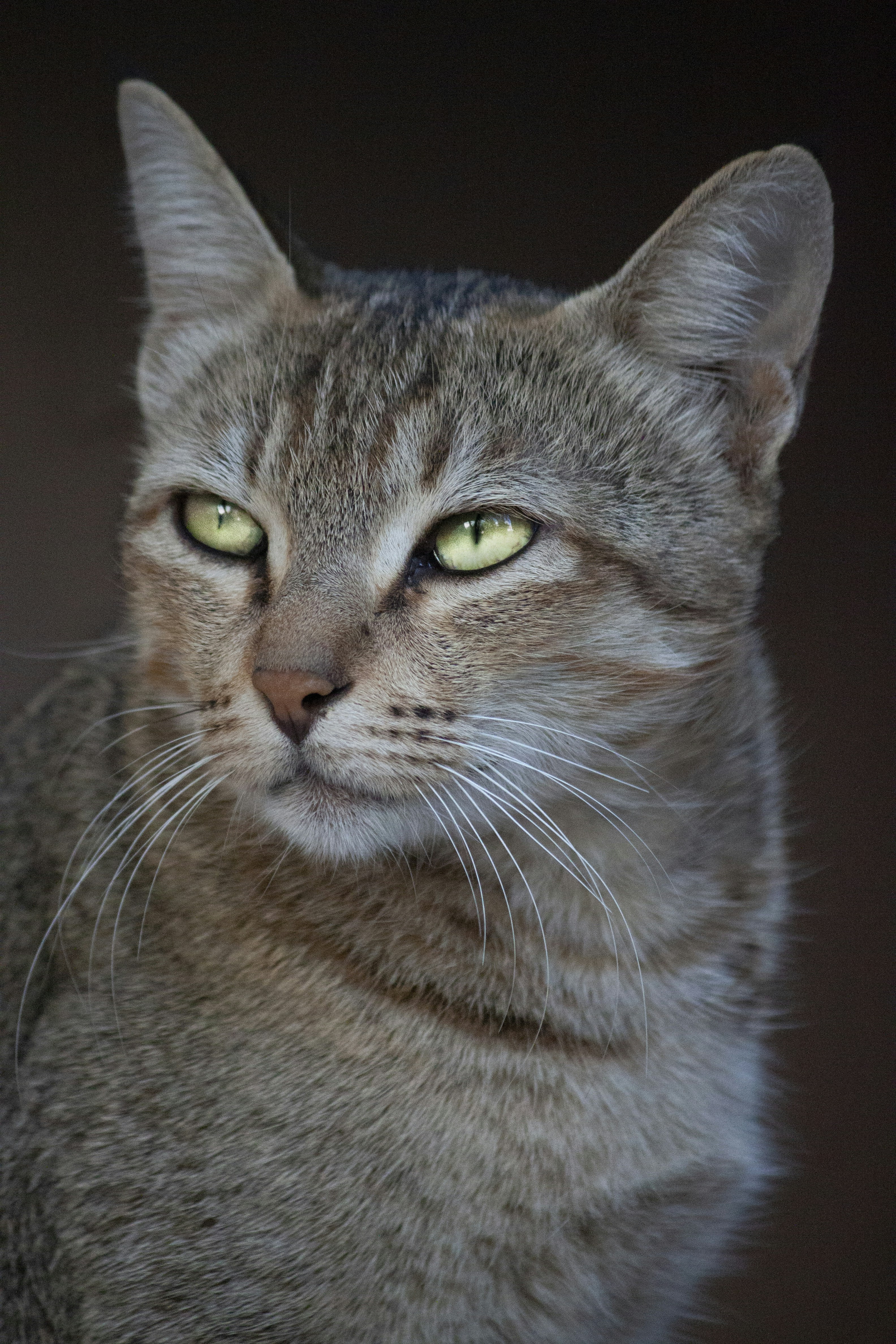 Photo by lambapriyanshu