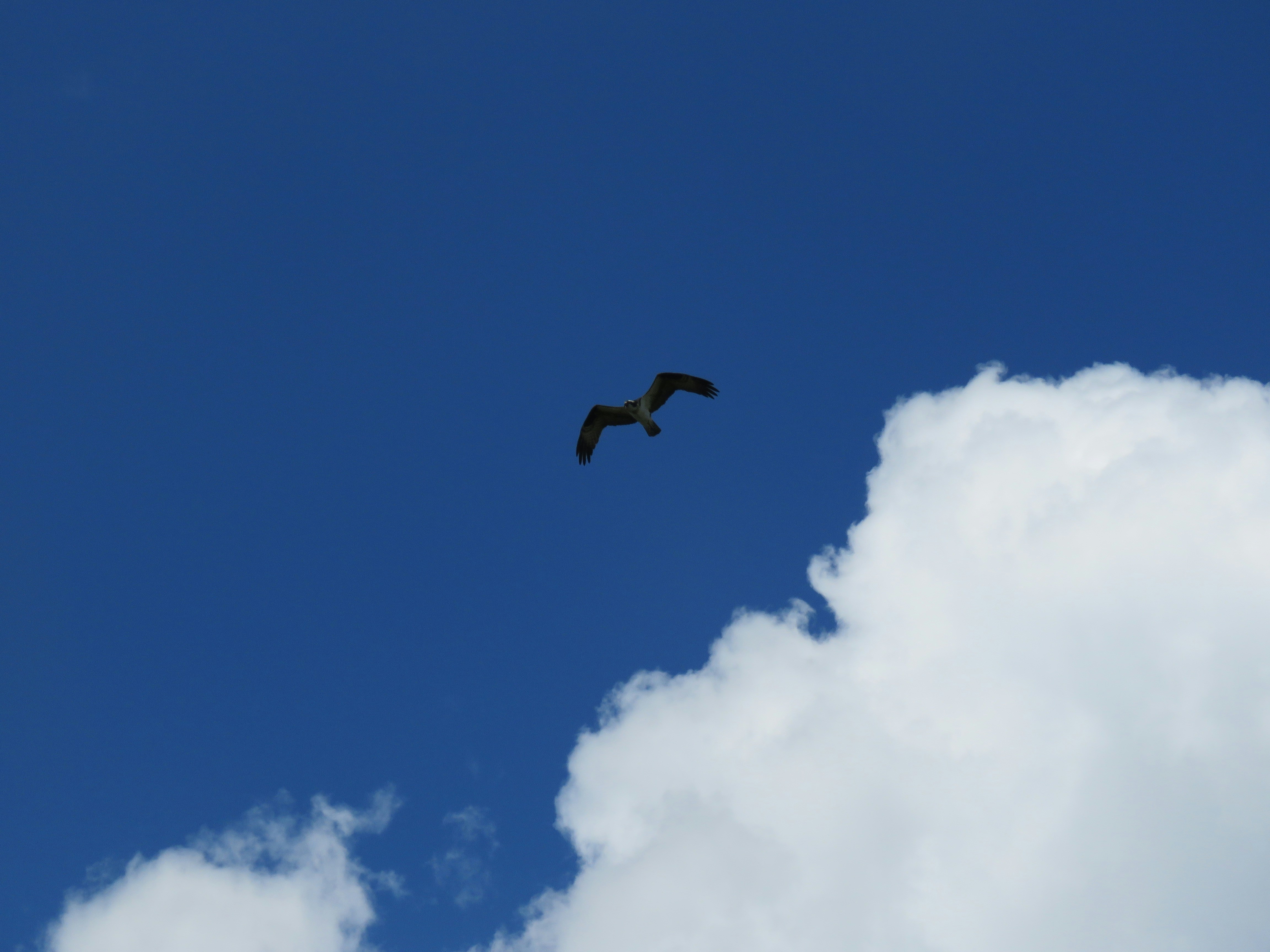 Photo by thebirdnerd