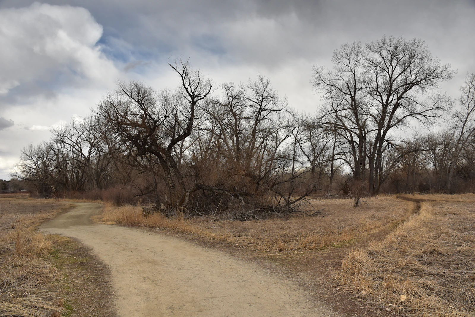 A fork in a forest path, two directions opening ahead