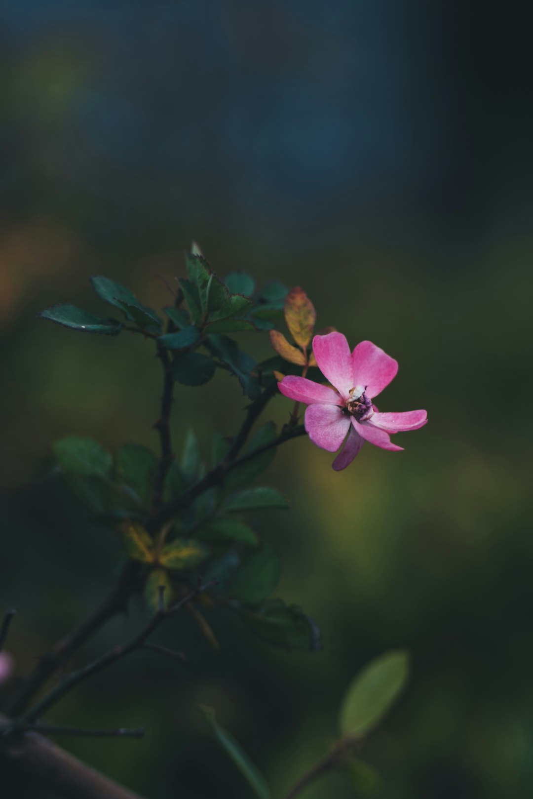 A delicate pink flower blooms in the garden.
