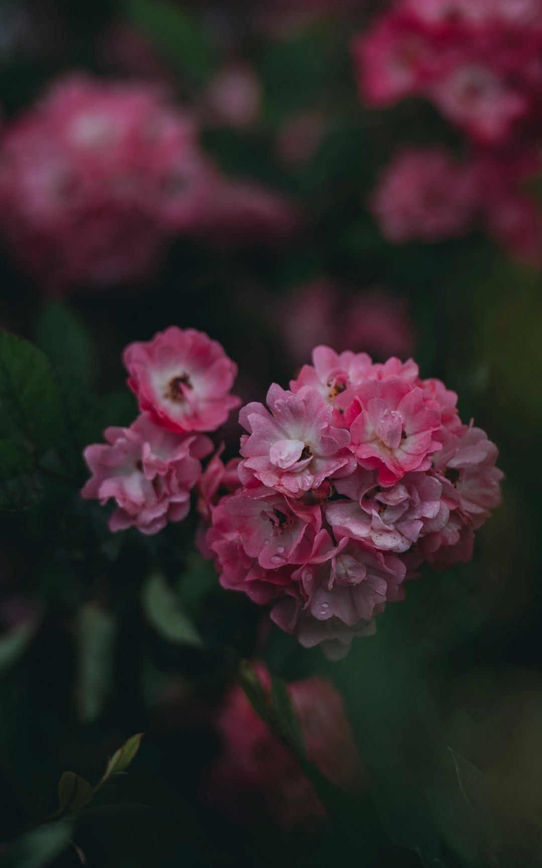 Pink flowers bloom brightly in a dark garden.