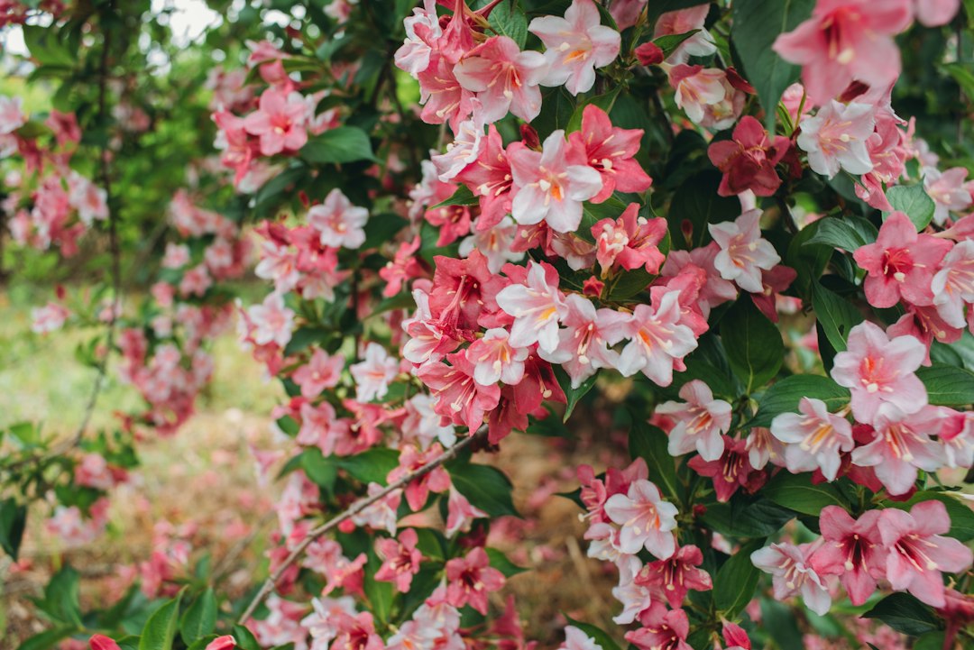 Pink flowers bloom on a vibrant bush.
