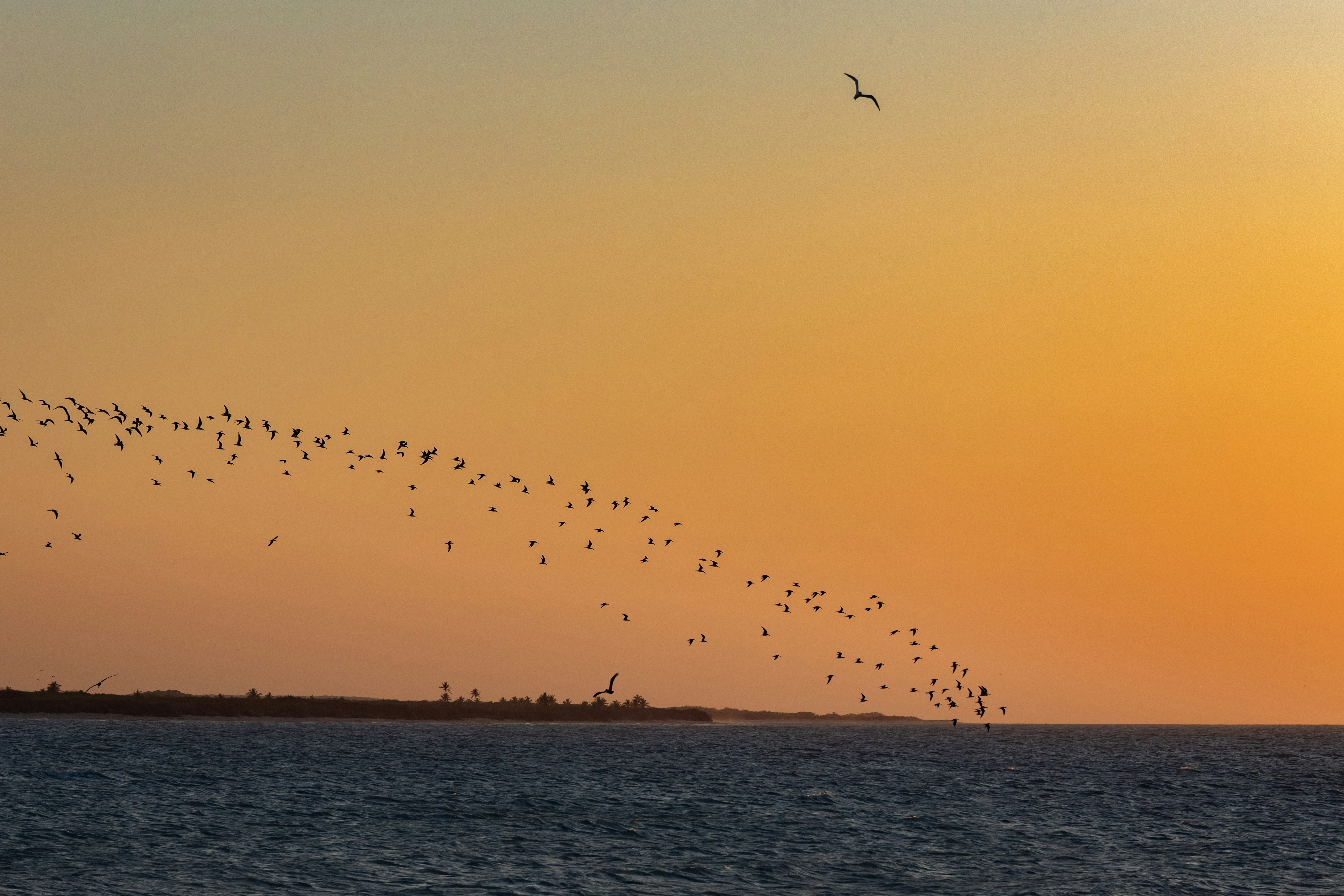 夕焼け鳥の写真 | Unsplashで無料写真をダウンロードする