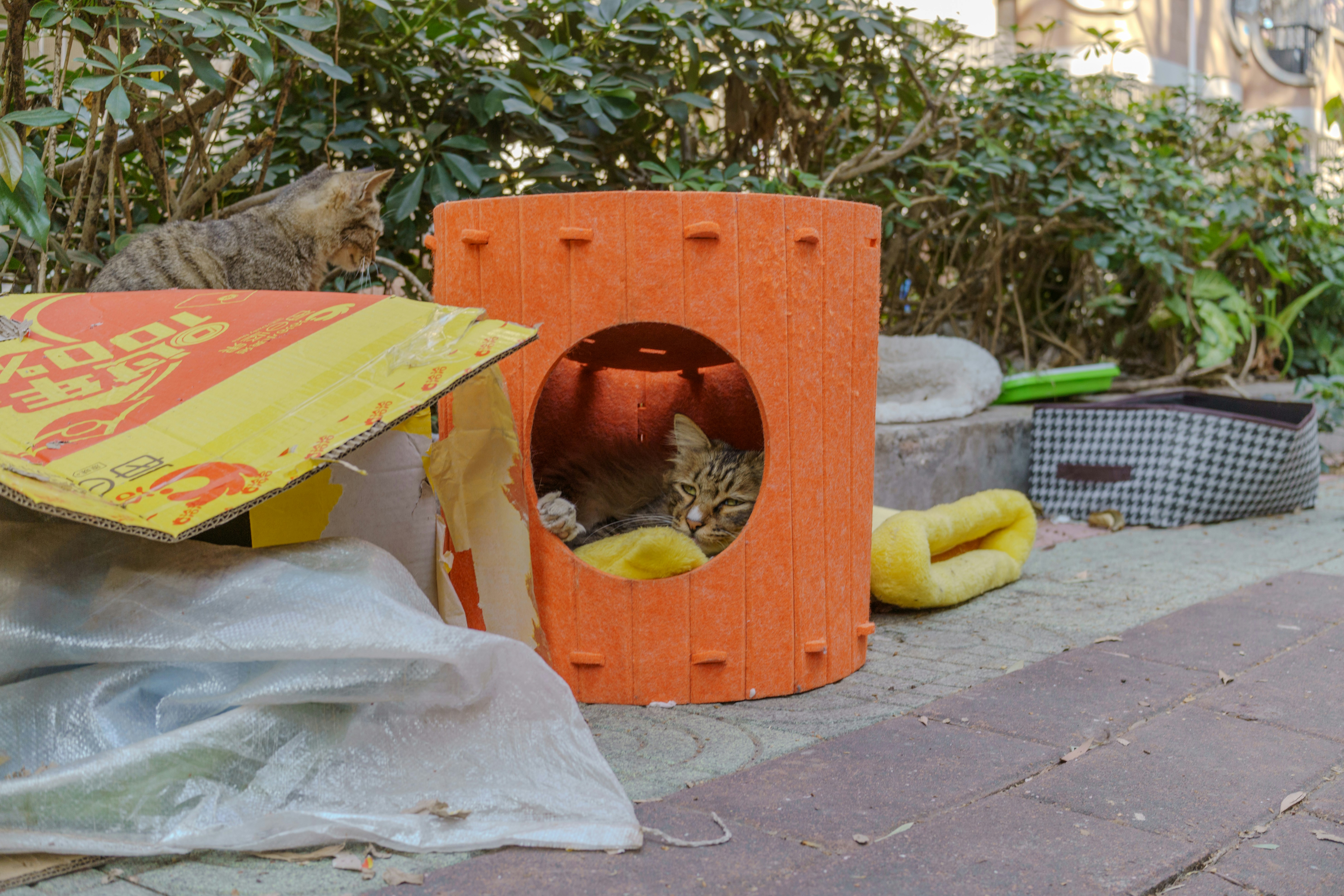 Small pet enrichment setup with tunnels and toys