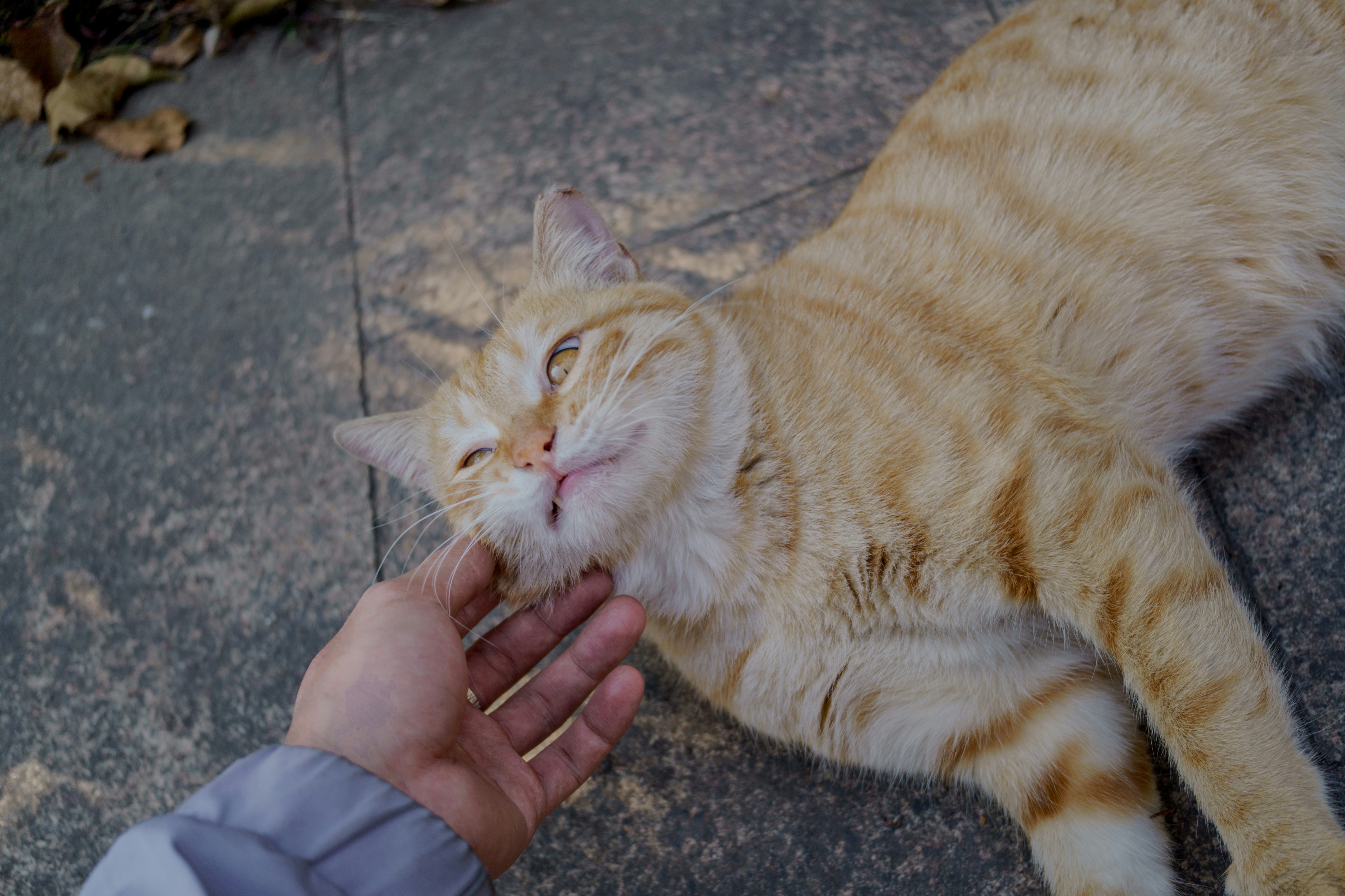Your Cat Maintains Eye Contact With Slow Blinks (image credits: unsplash)