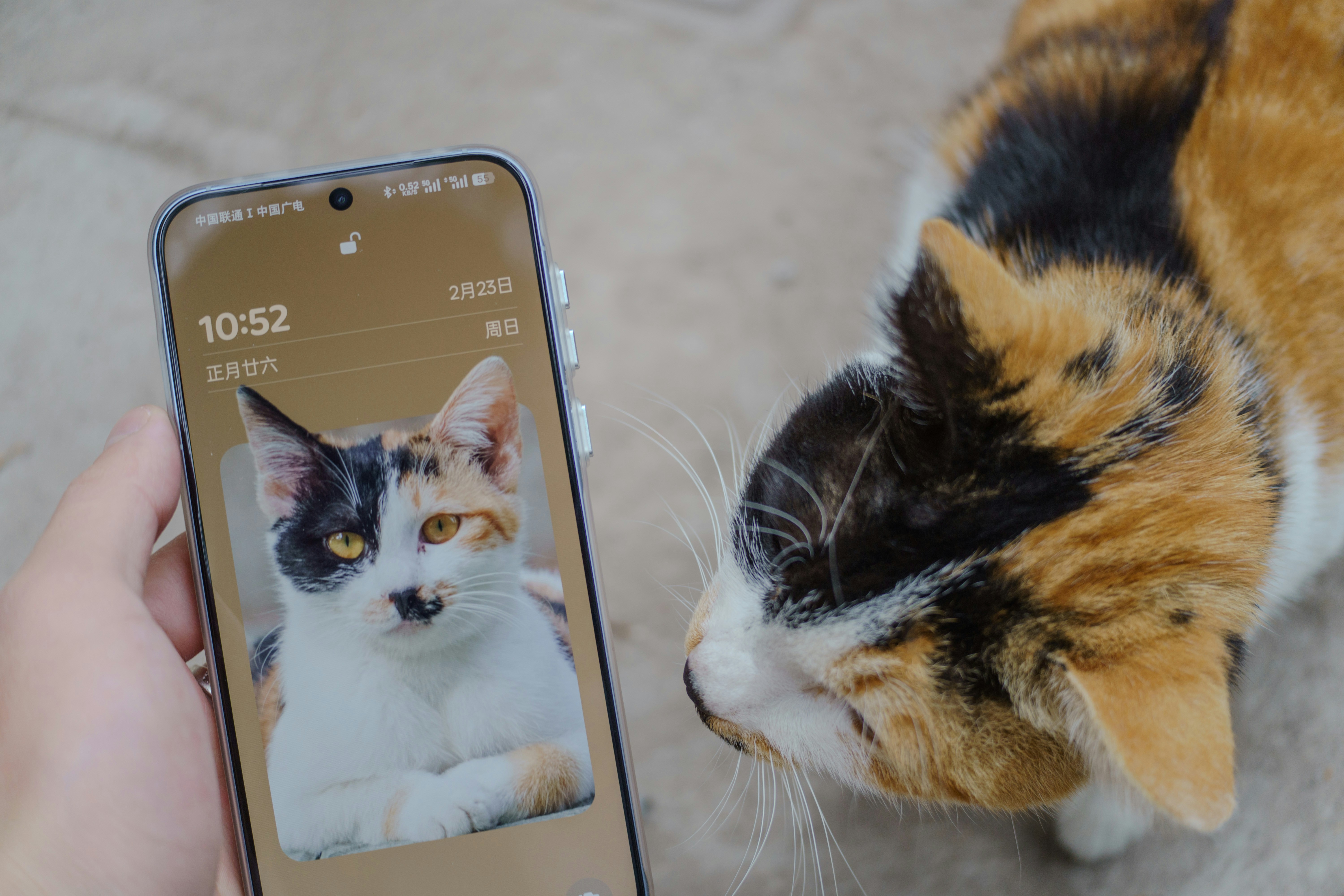 Enhancing Pet Communication with PetPhone by GlocalMe
