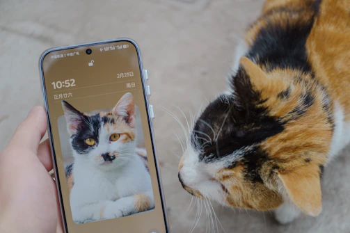 A cat and its photo on a phone.
