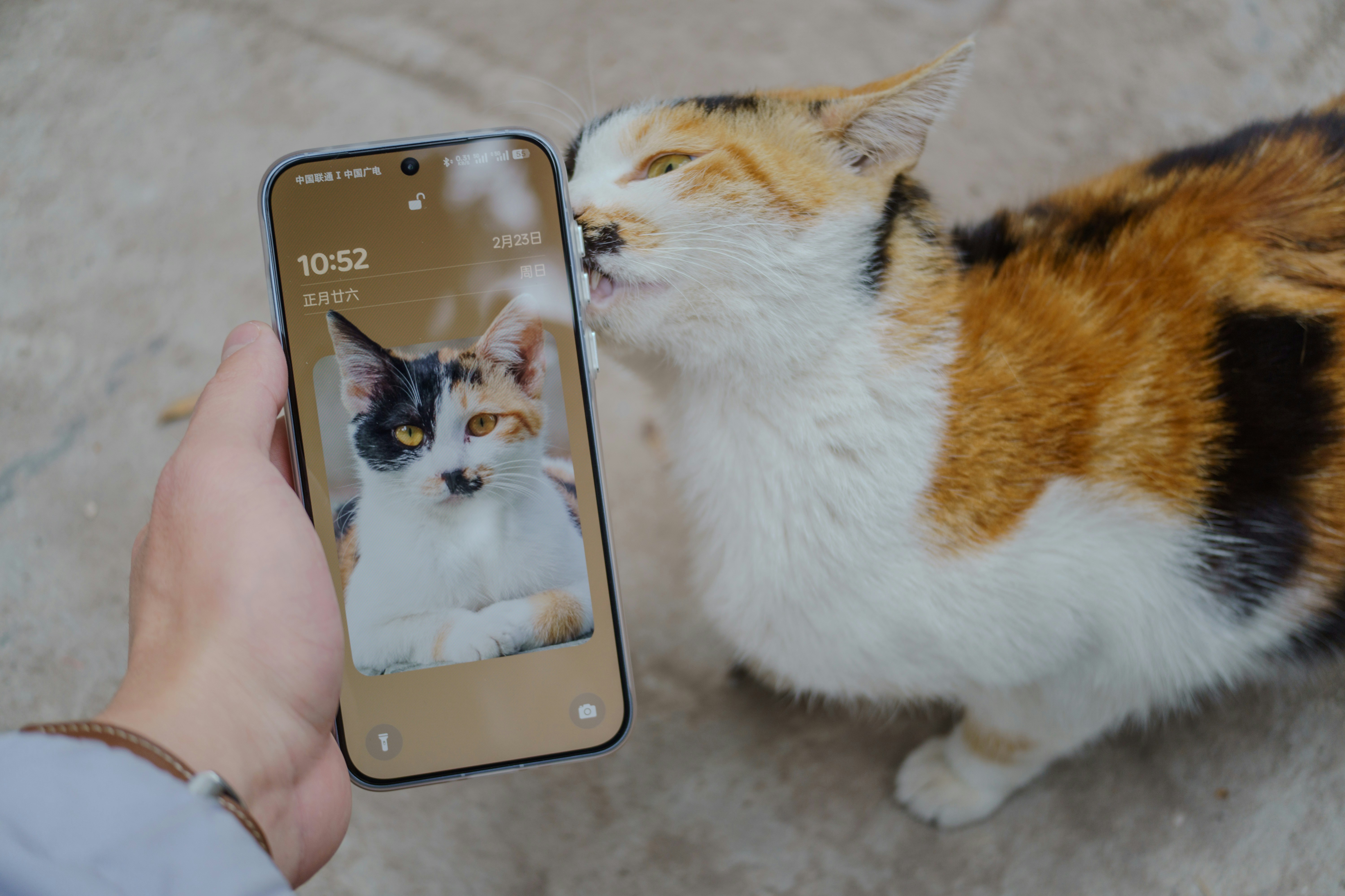 The Future of Feline Fame: What's Next for Cats (image credits: unsplash)