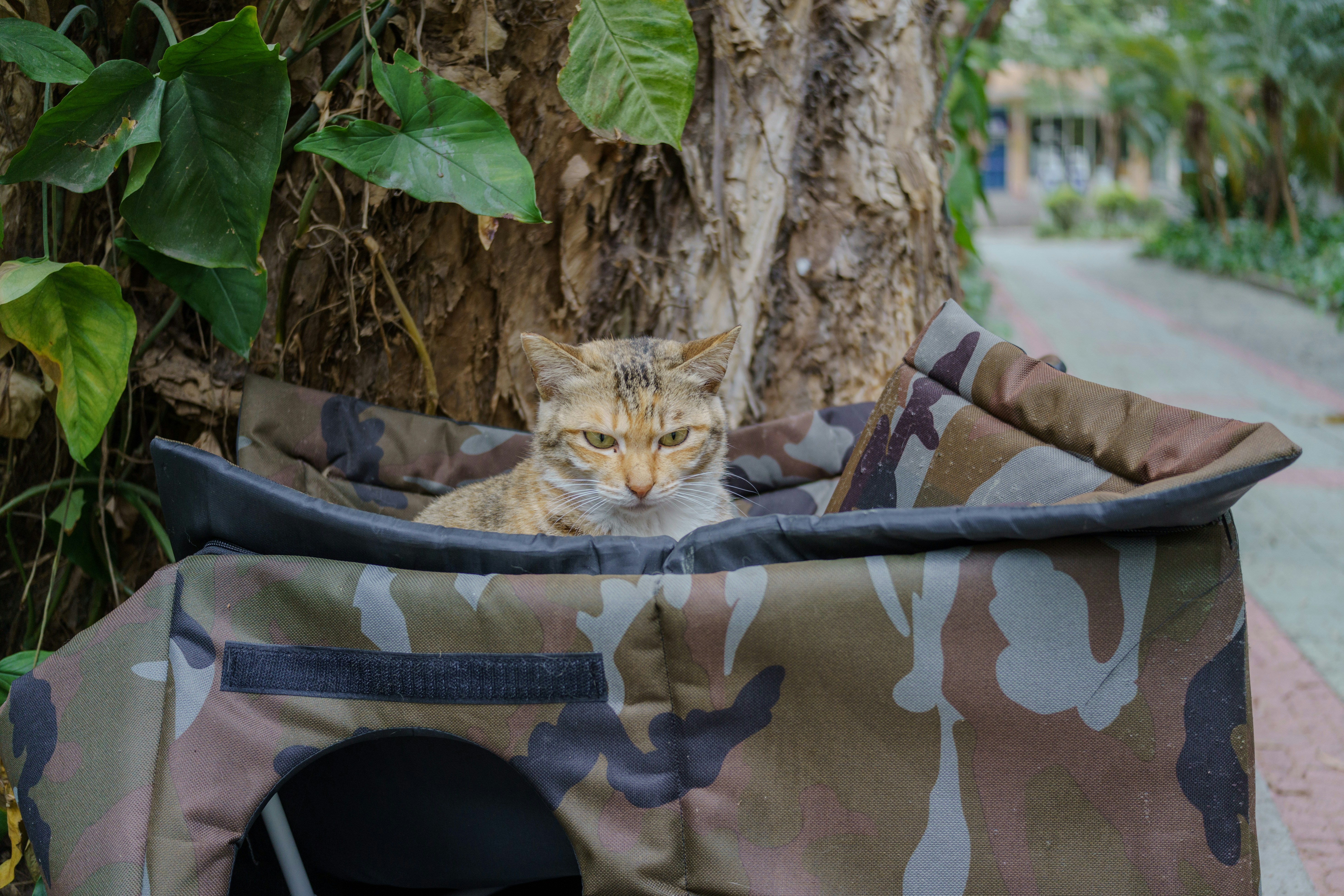 Cat in safe environment