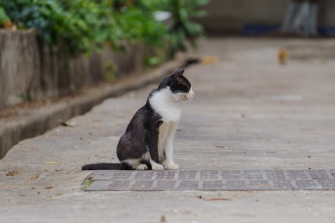 A black and white cat sits calmly.